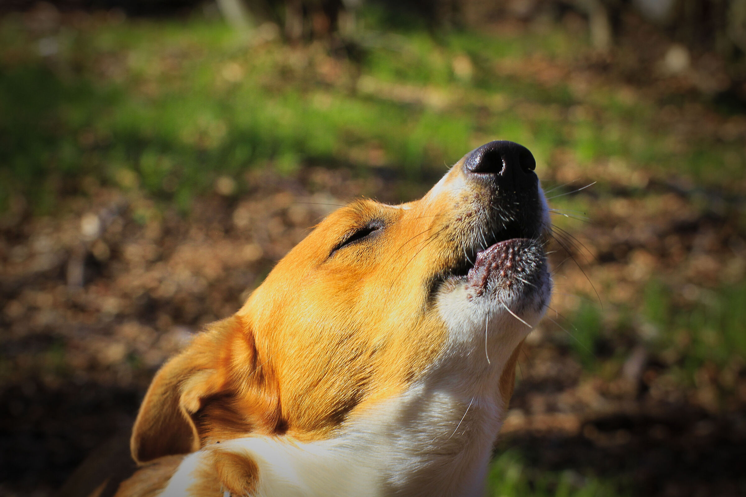 Howling in the woods... what liberation!!!