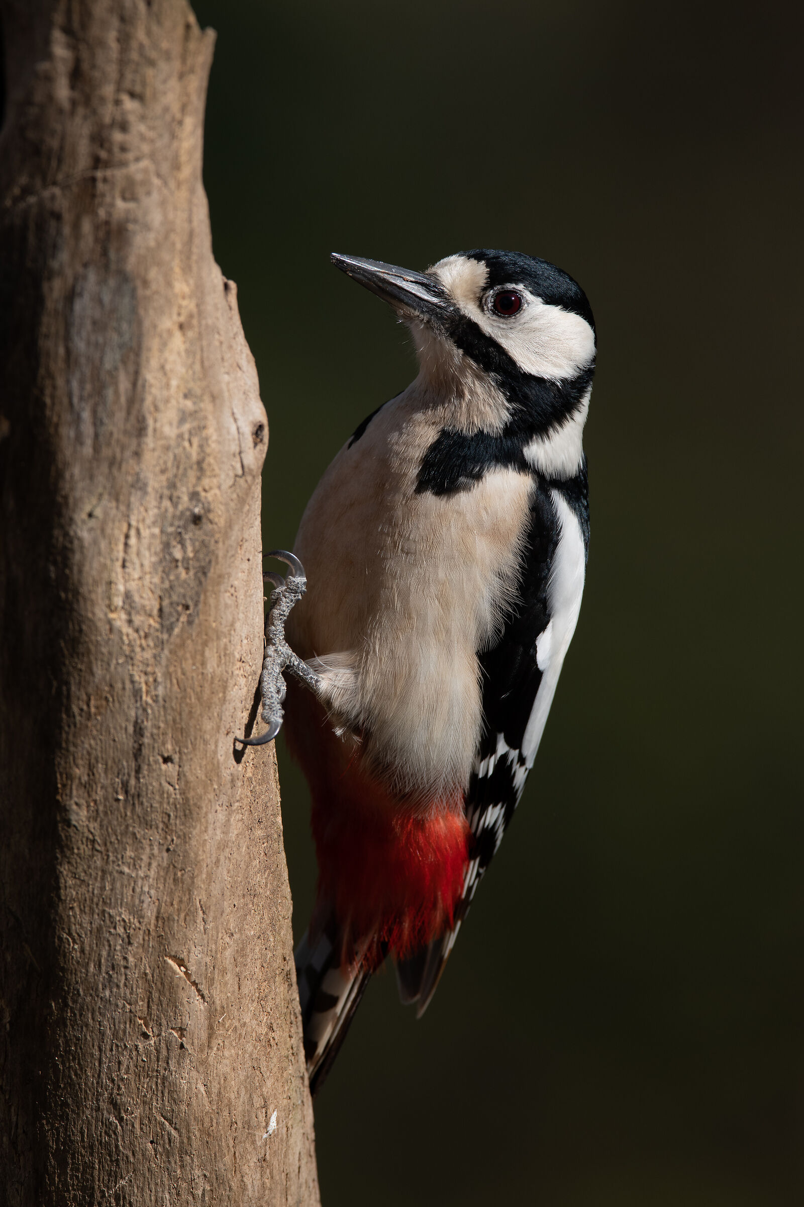 Picchio rosso maggiore