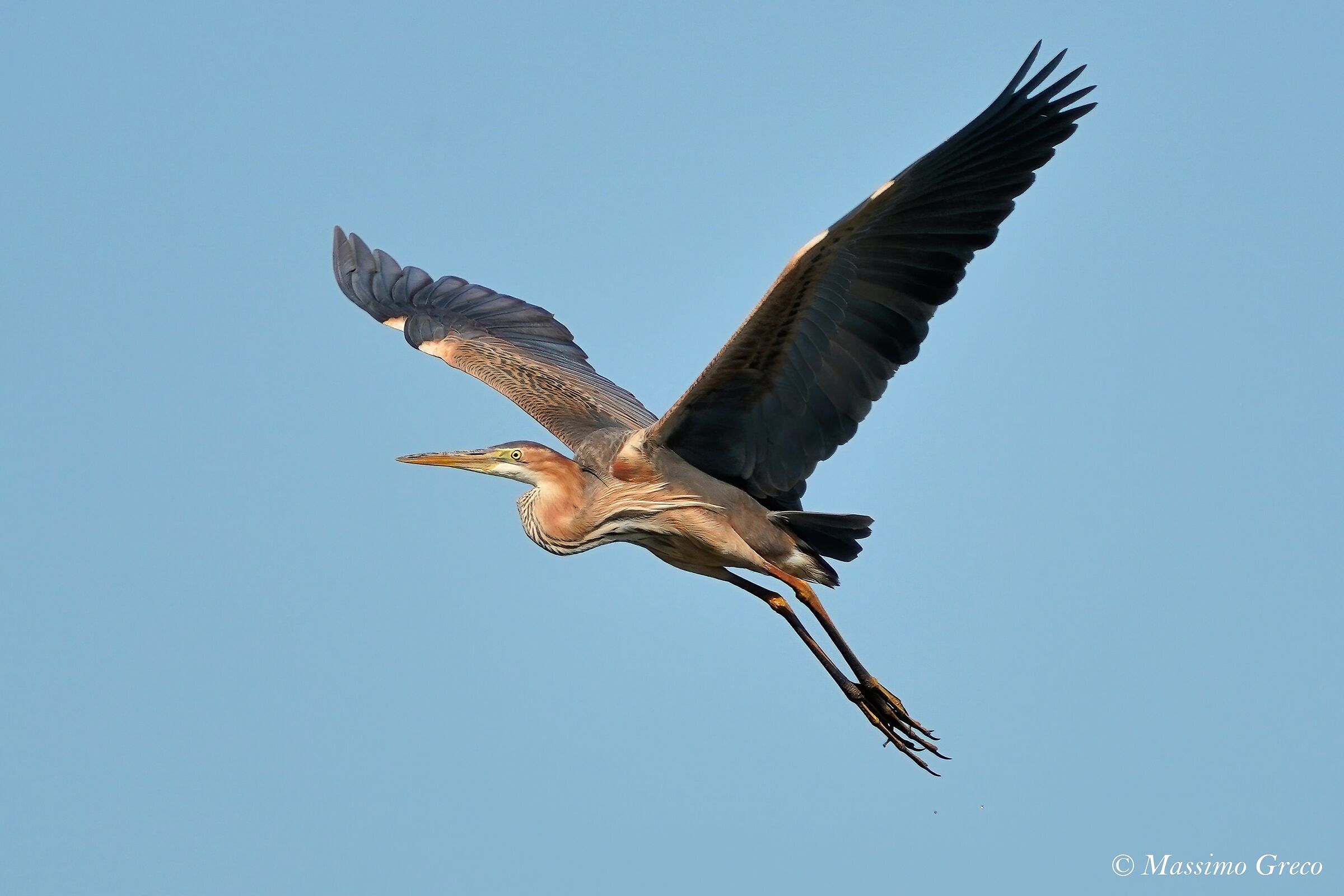 Airone rosso (Ardea purpurea)