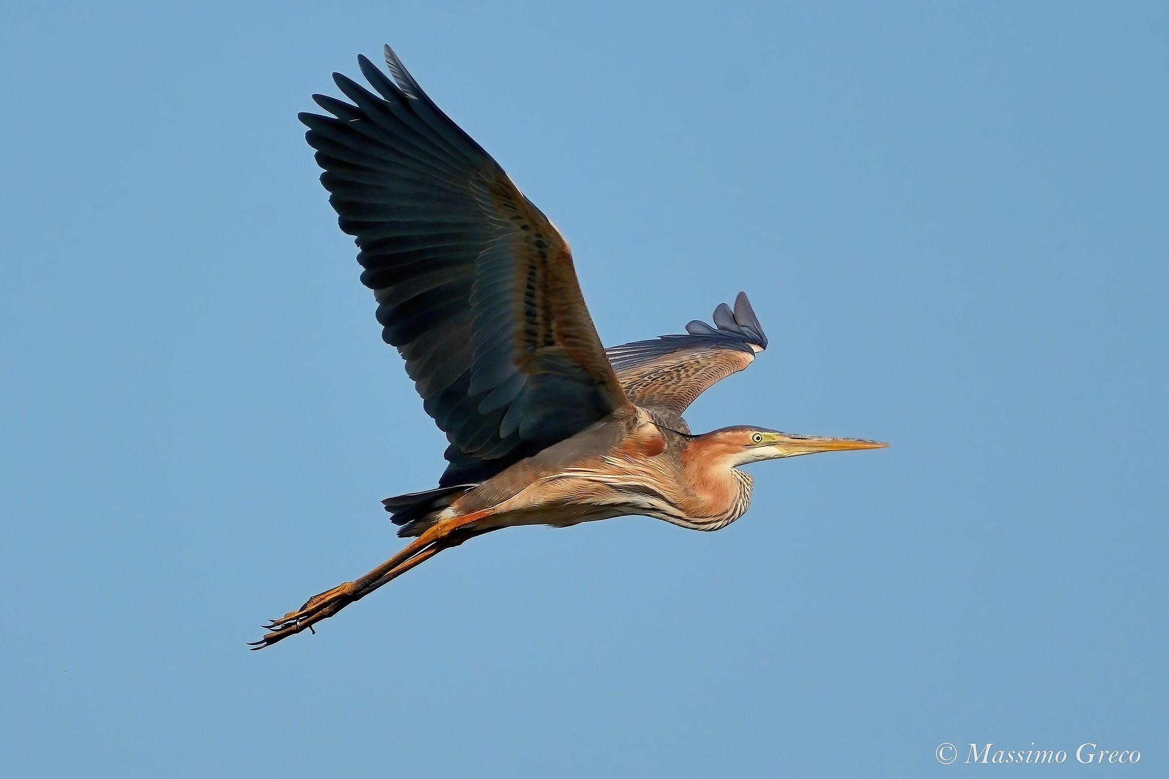 Red Heron (Ardea purpurea)