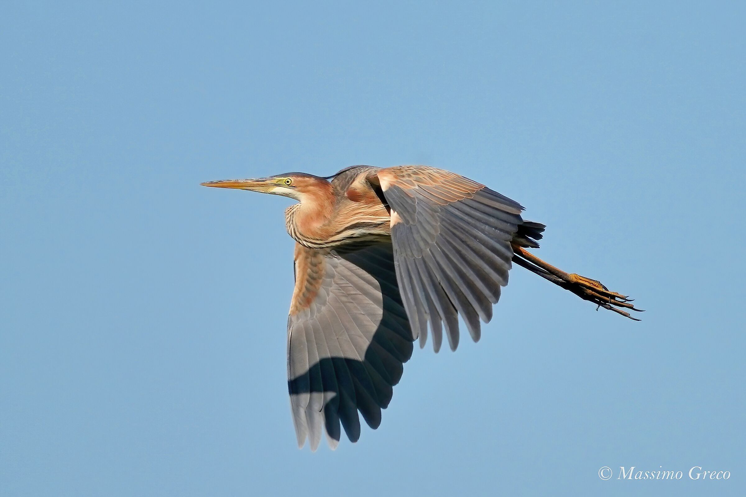 Airone rosso (Ardea purpurea)