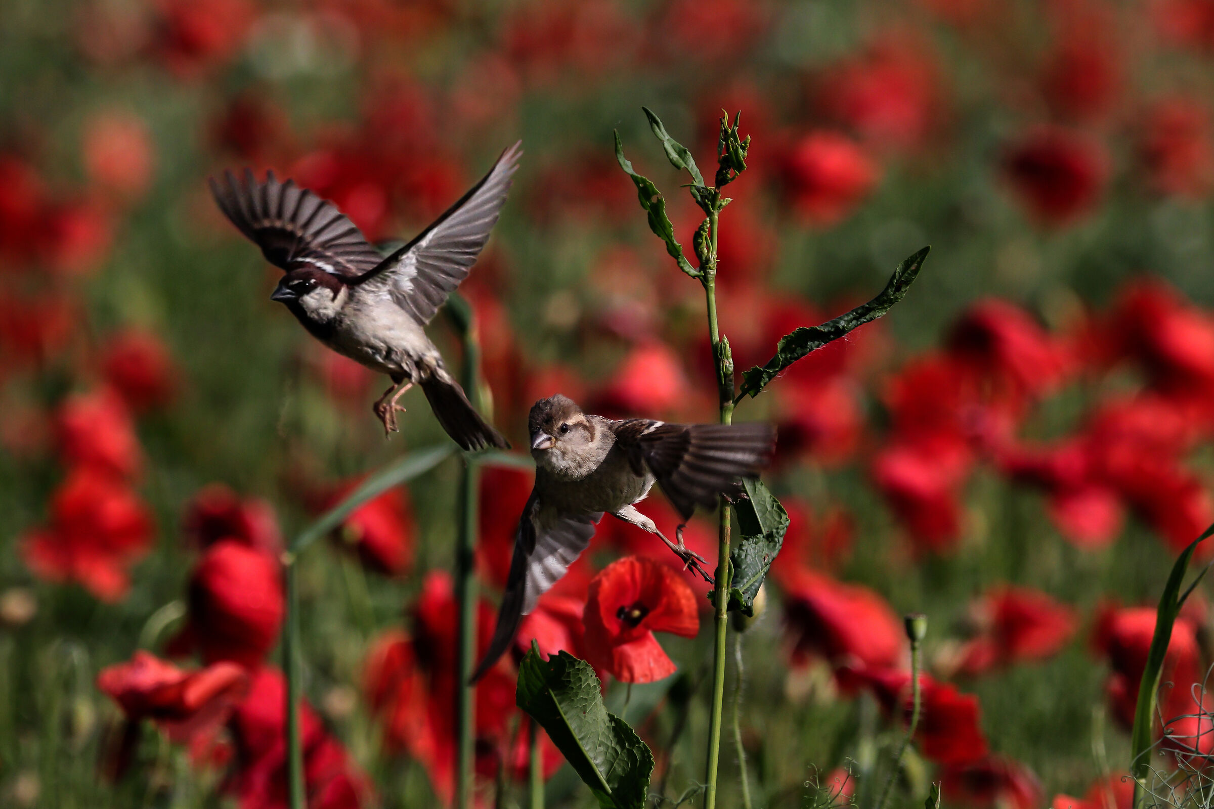 Poppies and Sparrows