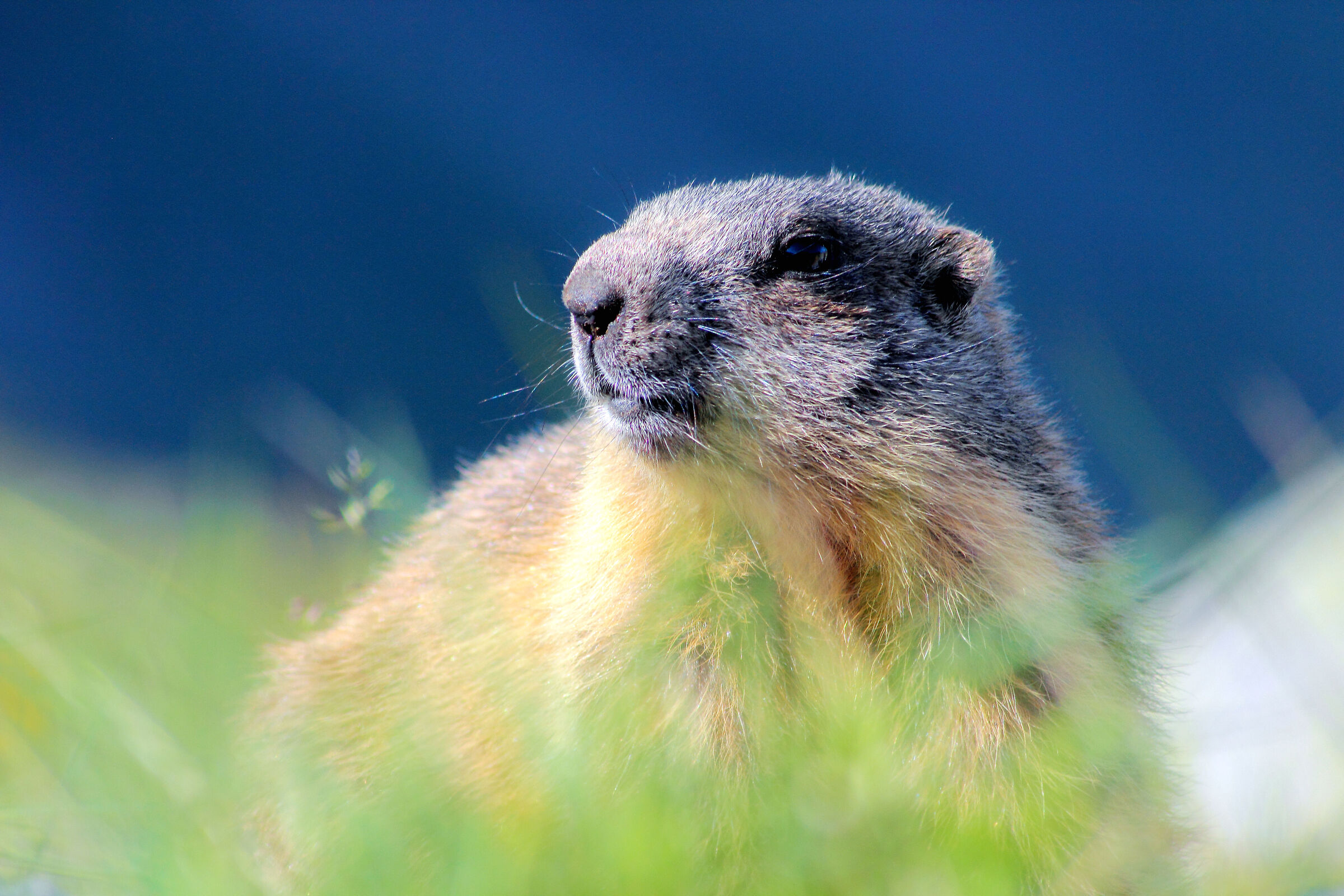Marmot