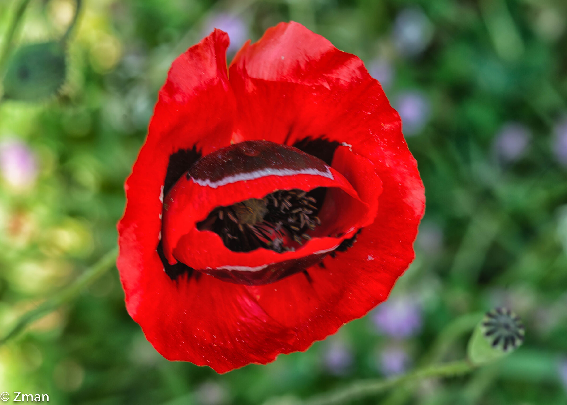 Red Poppy