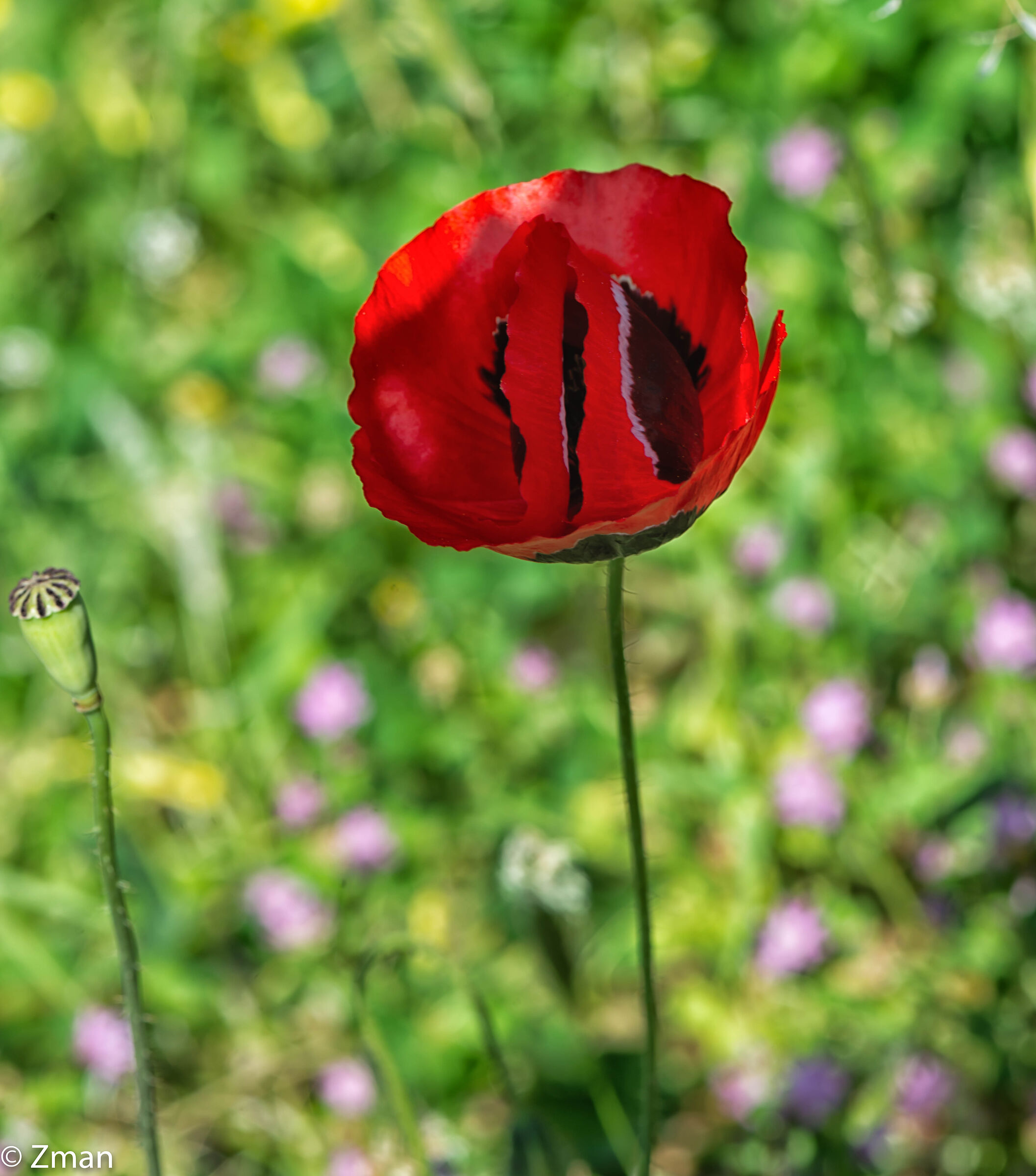Red Poppy