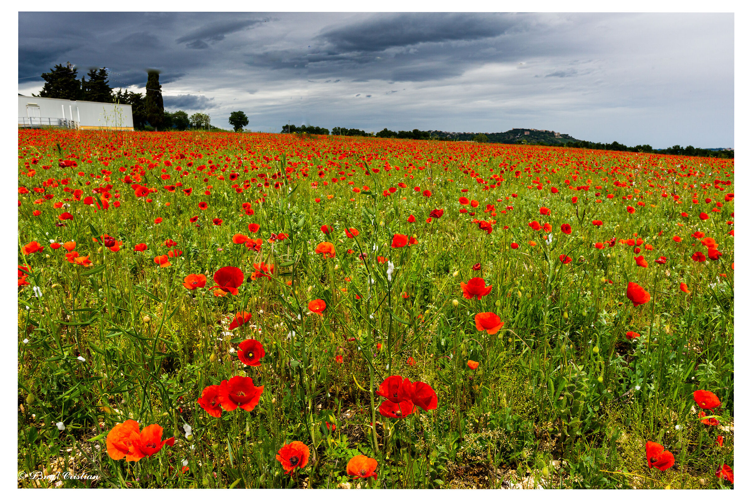 Campo di papaveri
