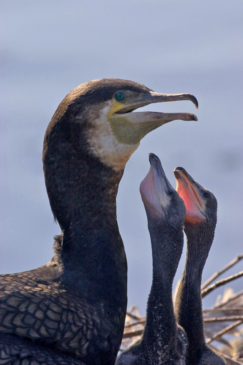 cormorano con piccoli