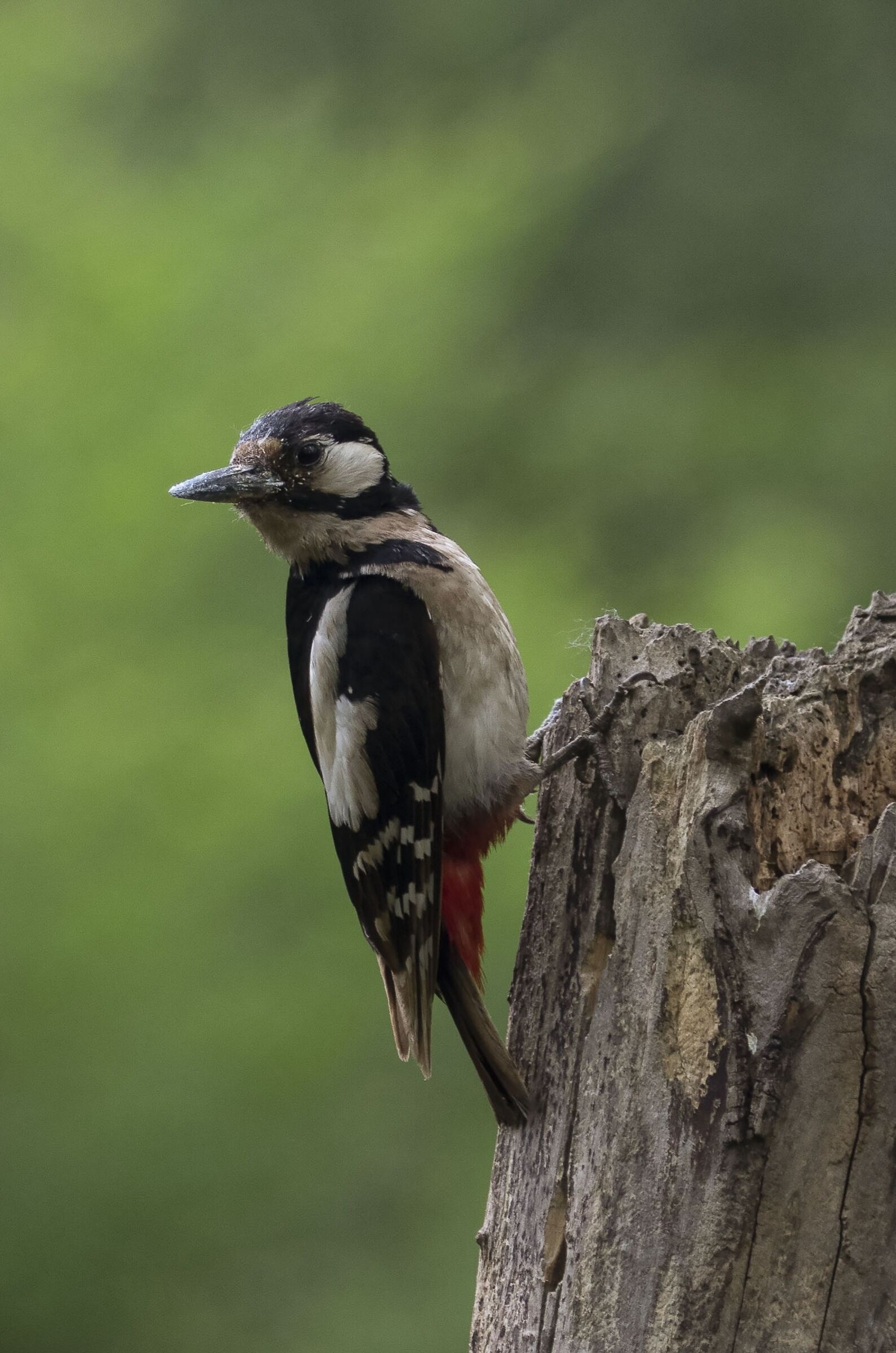 Major red woodpecker