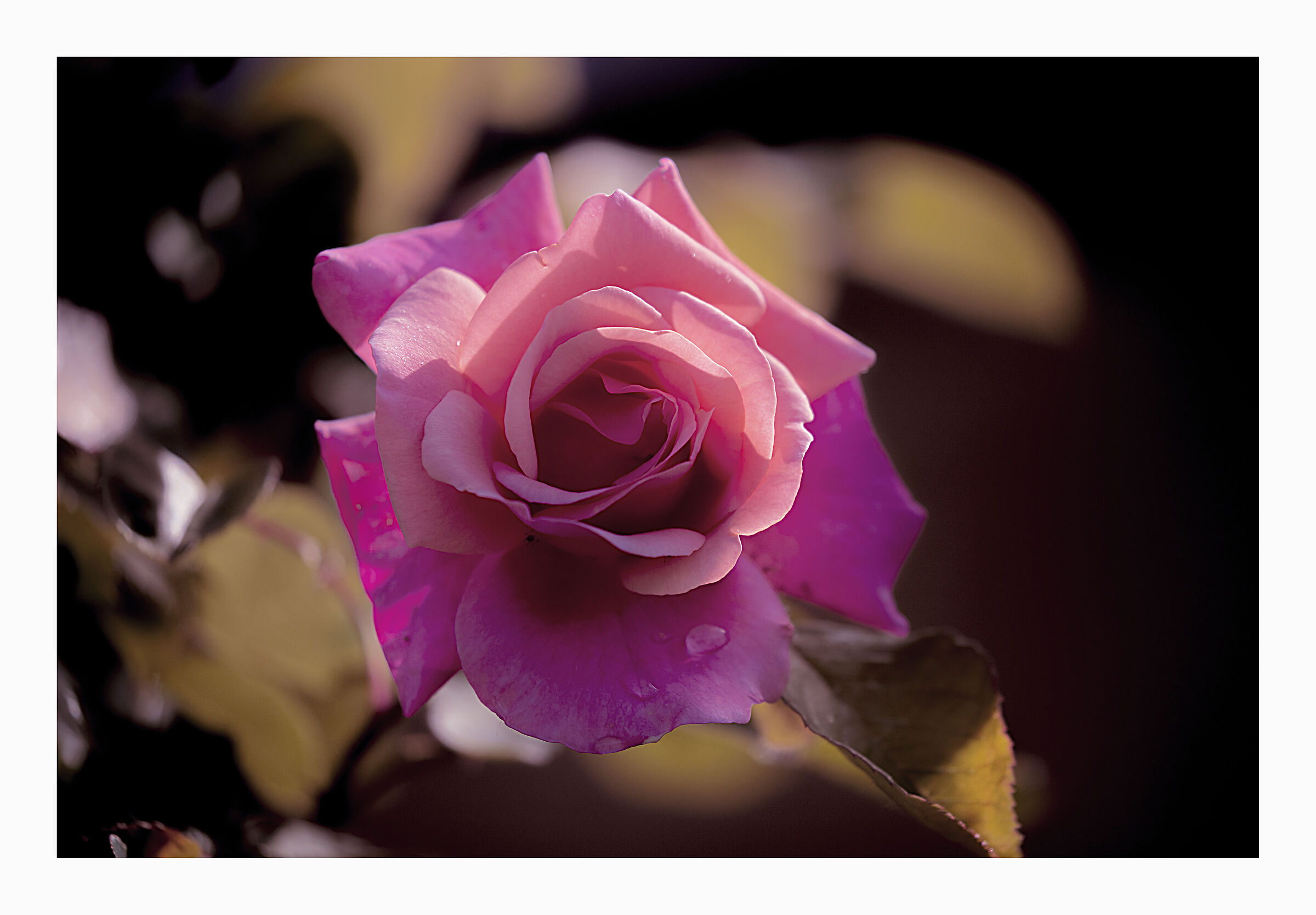 Rosa ....confetto