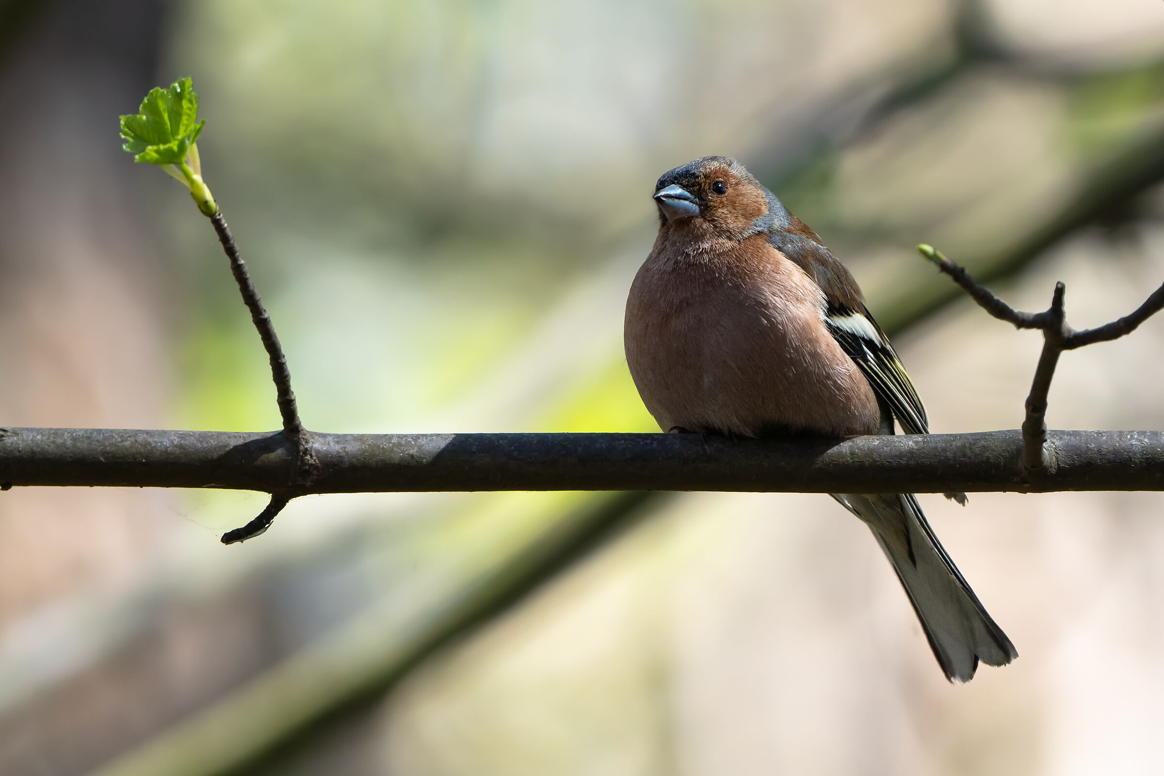 Chaffinch comune (Fringilla coelebs)
