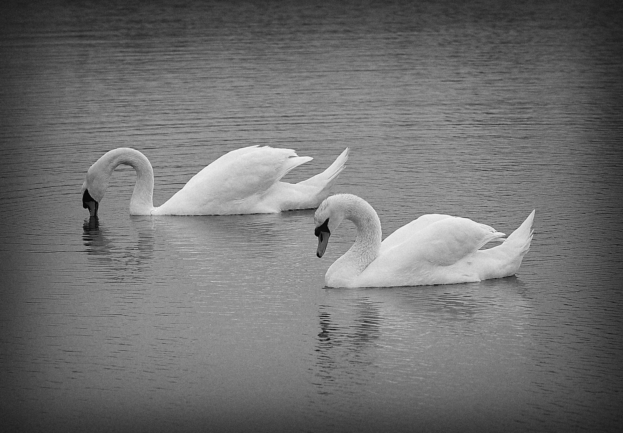 Vallette di Ostellato (Fe)- 30/04/2021