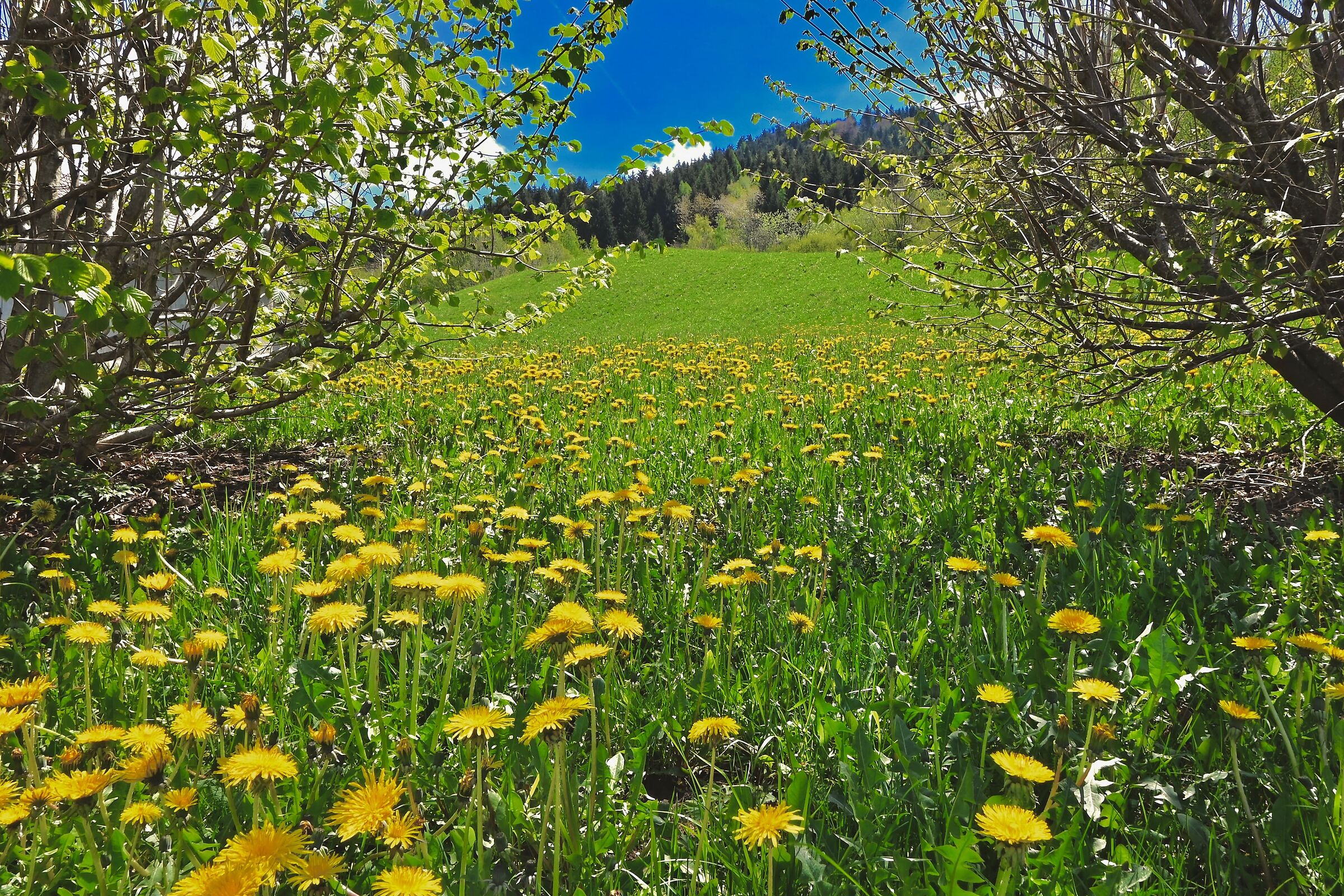 un Classico prato di tarassaco