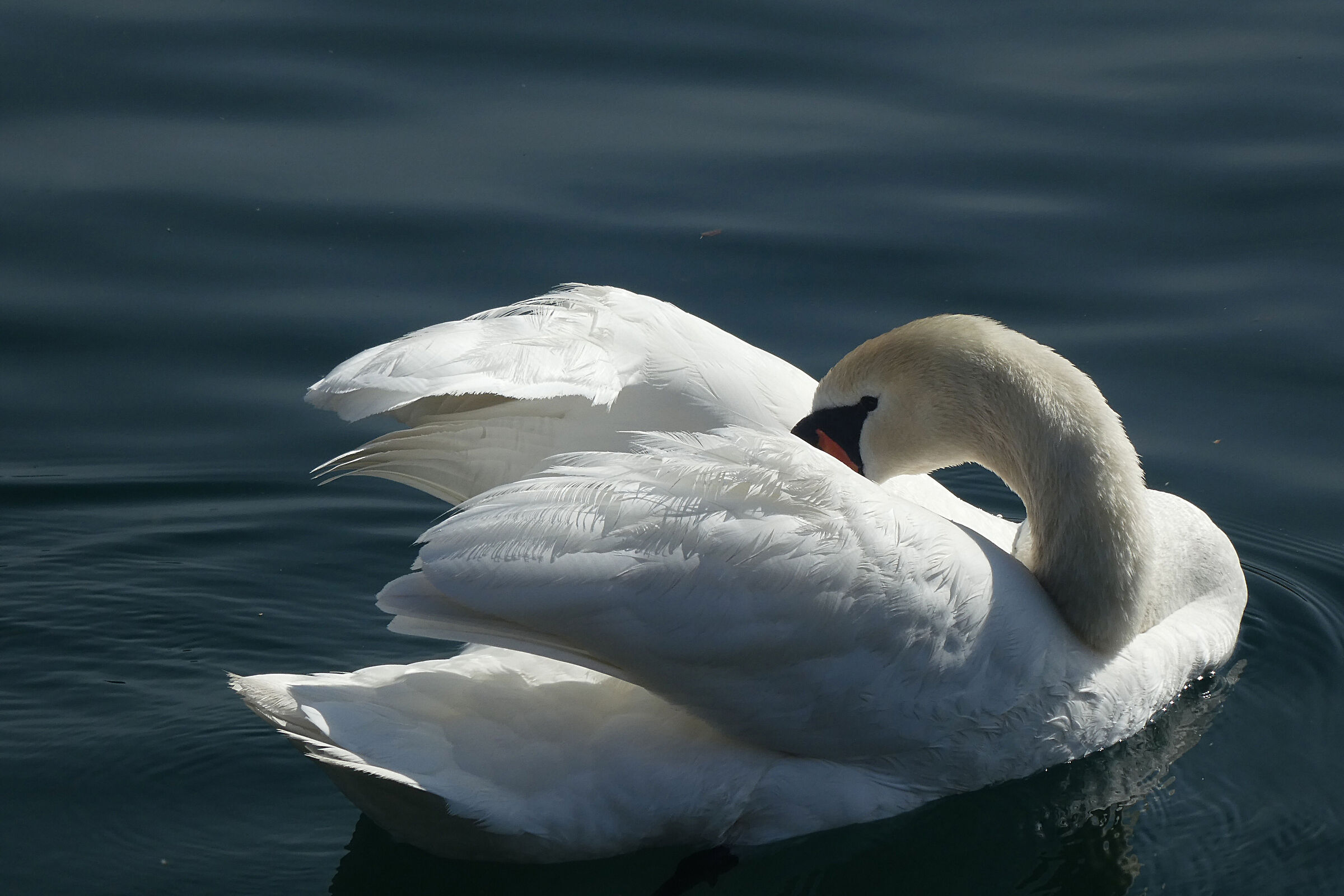 swan