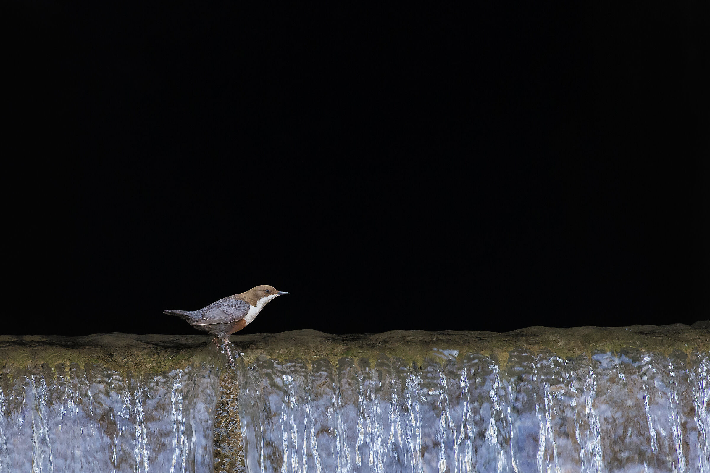 white-throated dipper