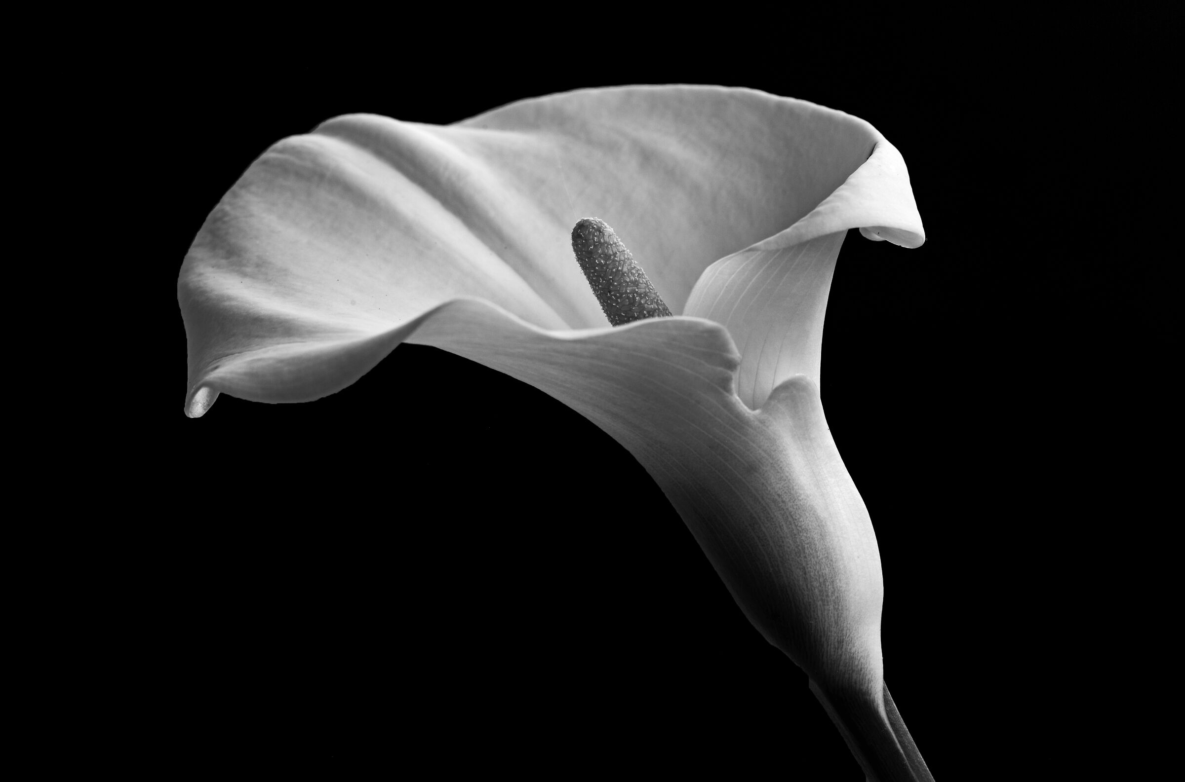 calla