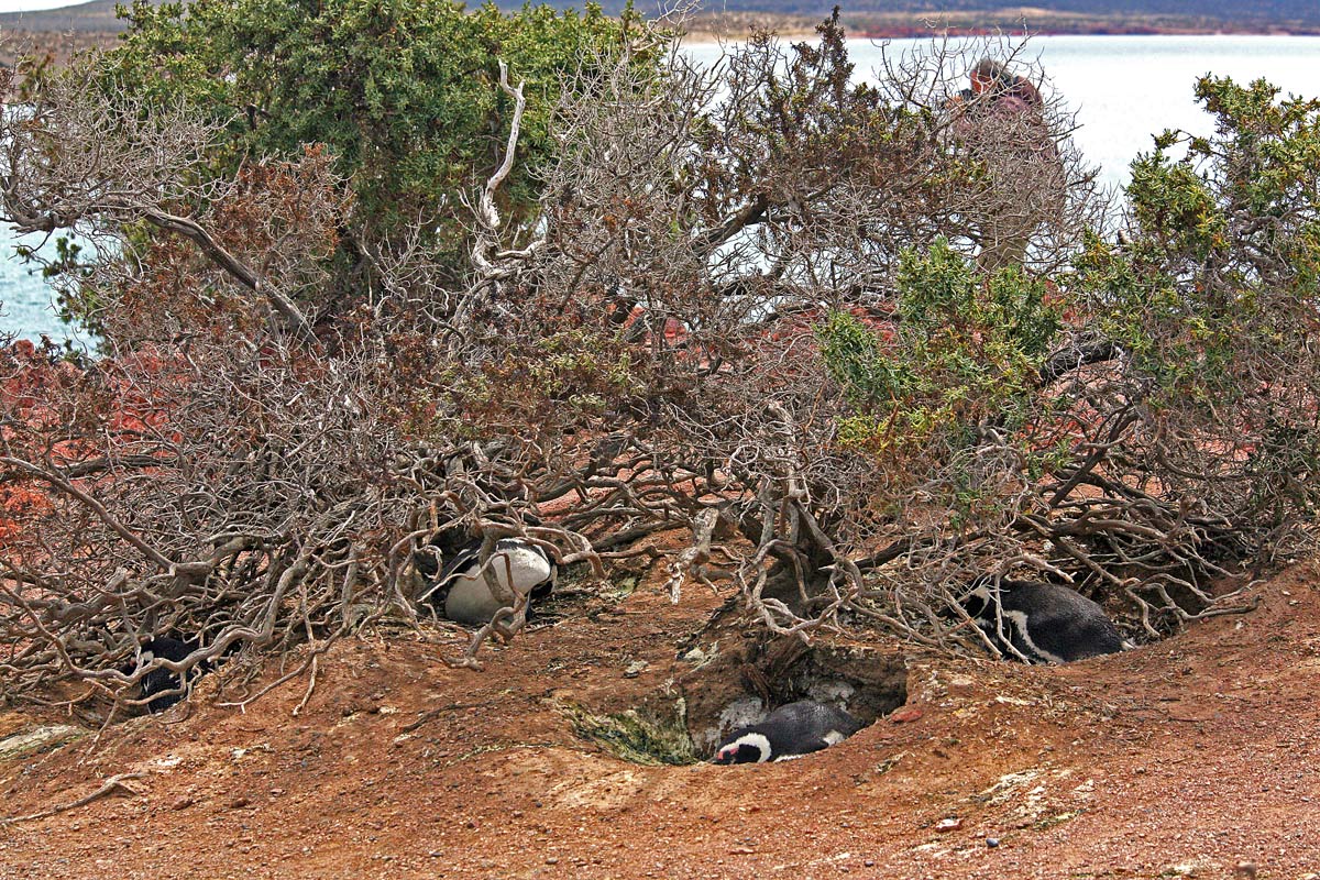 The Penguins of Punta Tombo 1