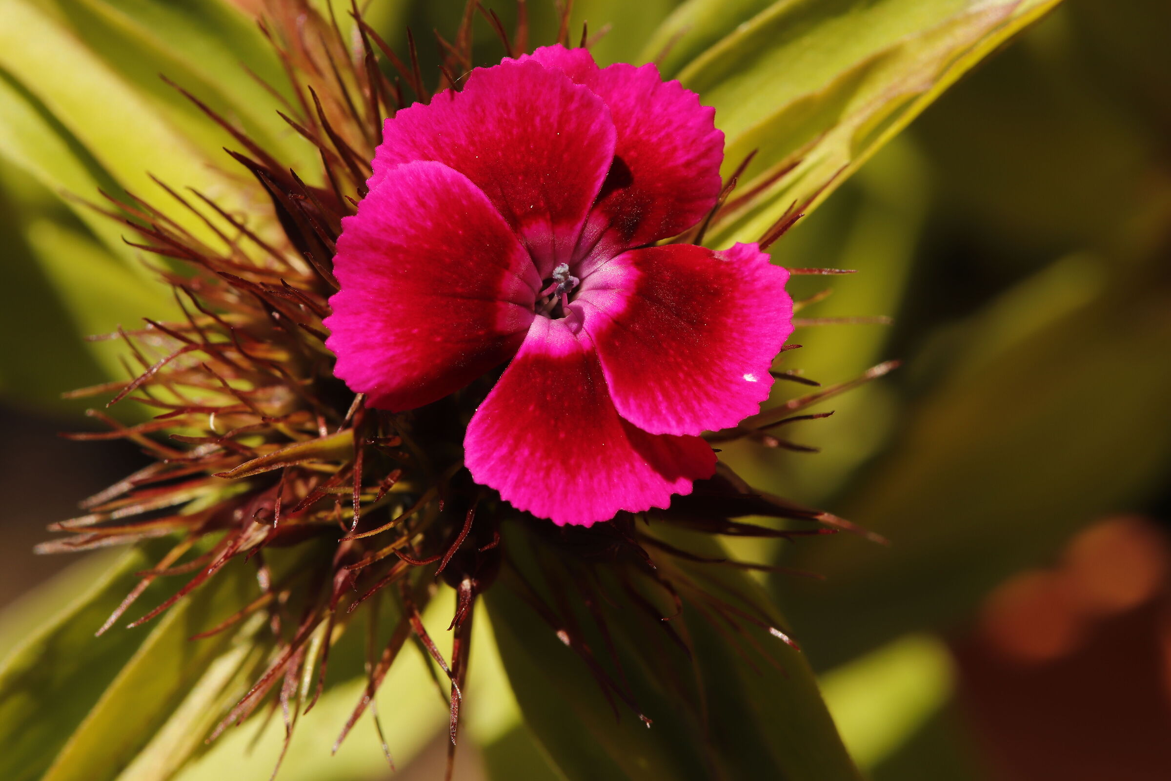 Carnation of poets in my garden 17/05/2021