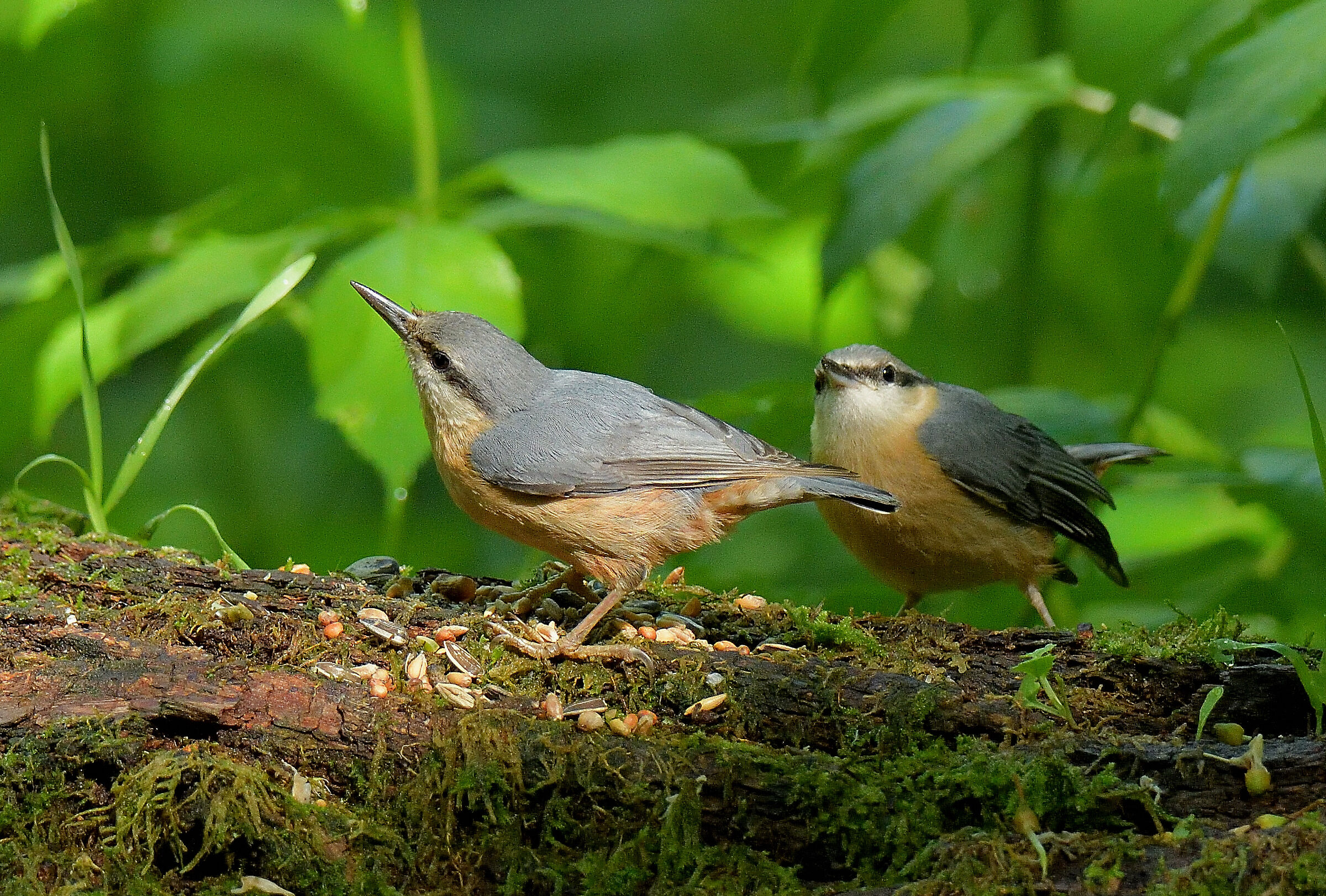 controlla sempre dal cielo prima di mangiare.picchi mur