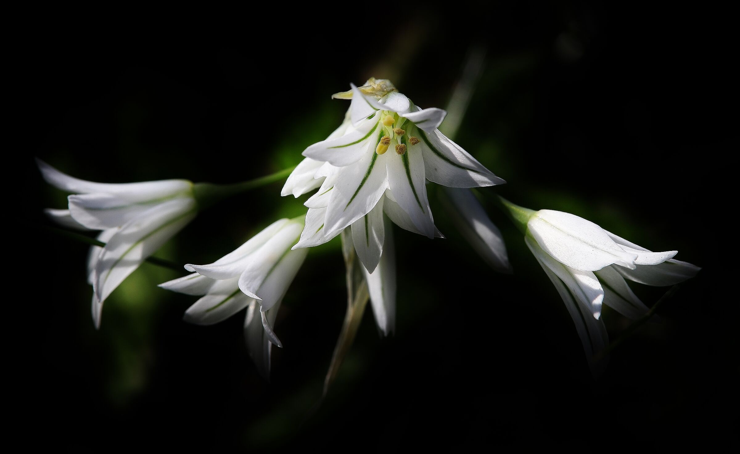 Fiore di aglio triquetro