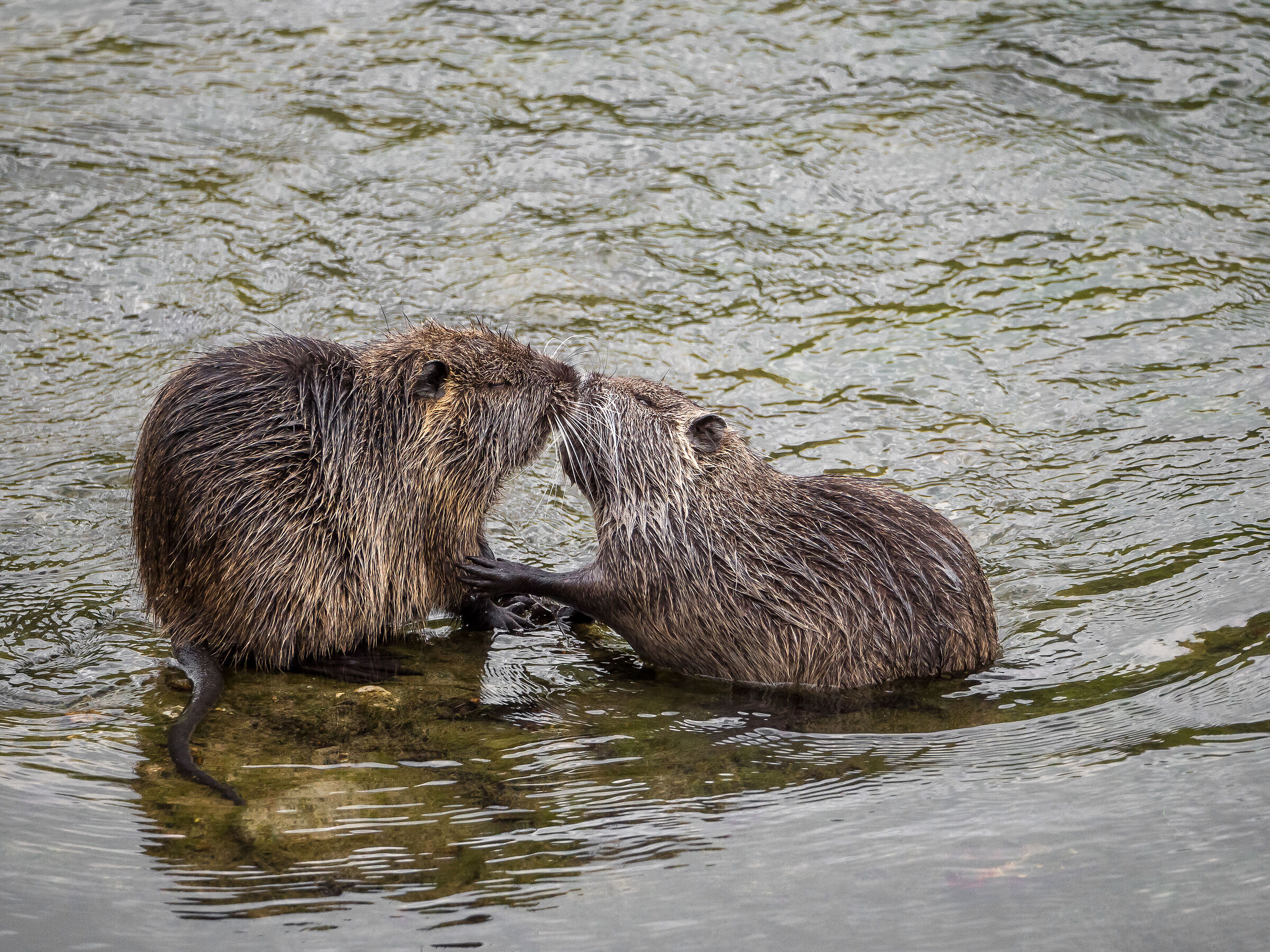 Oh! Sweet kisses, or languid caresses,.....