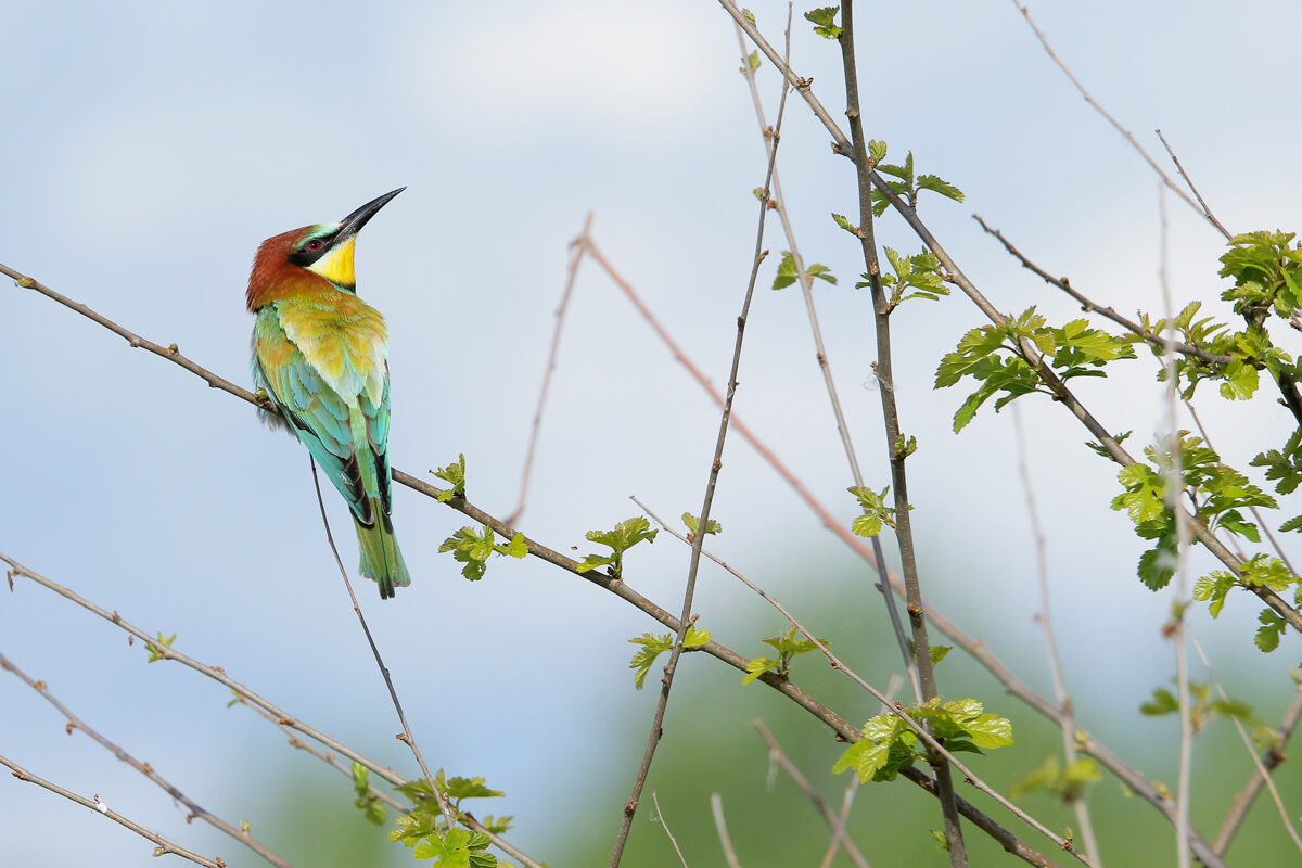 bee-eater