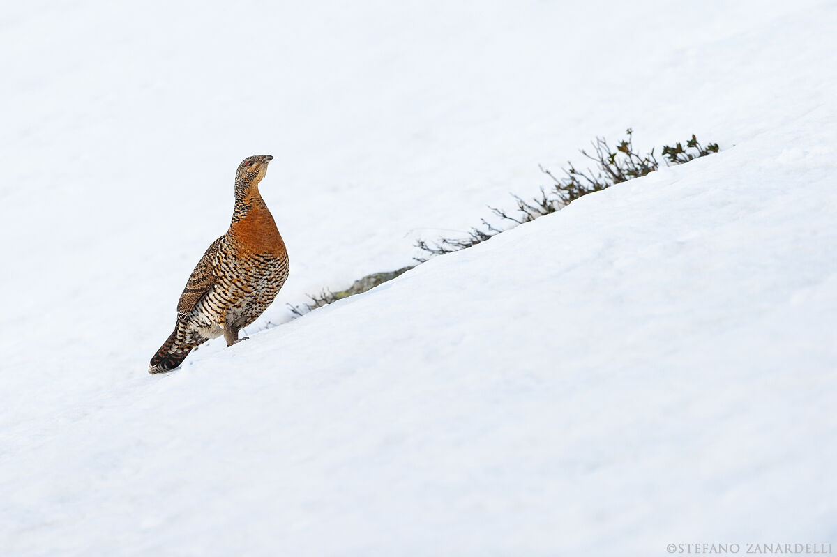 Gallo Cedrone femmina