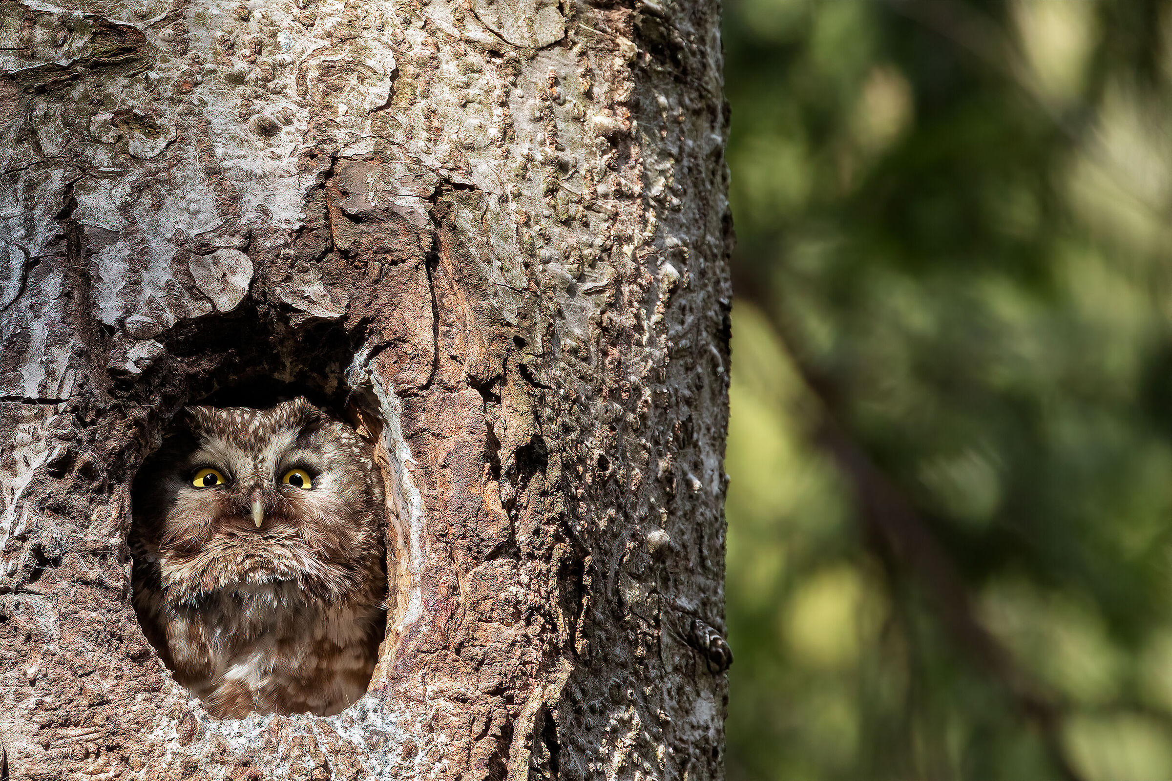The forest hides treasures