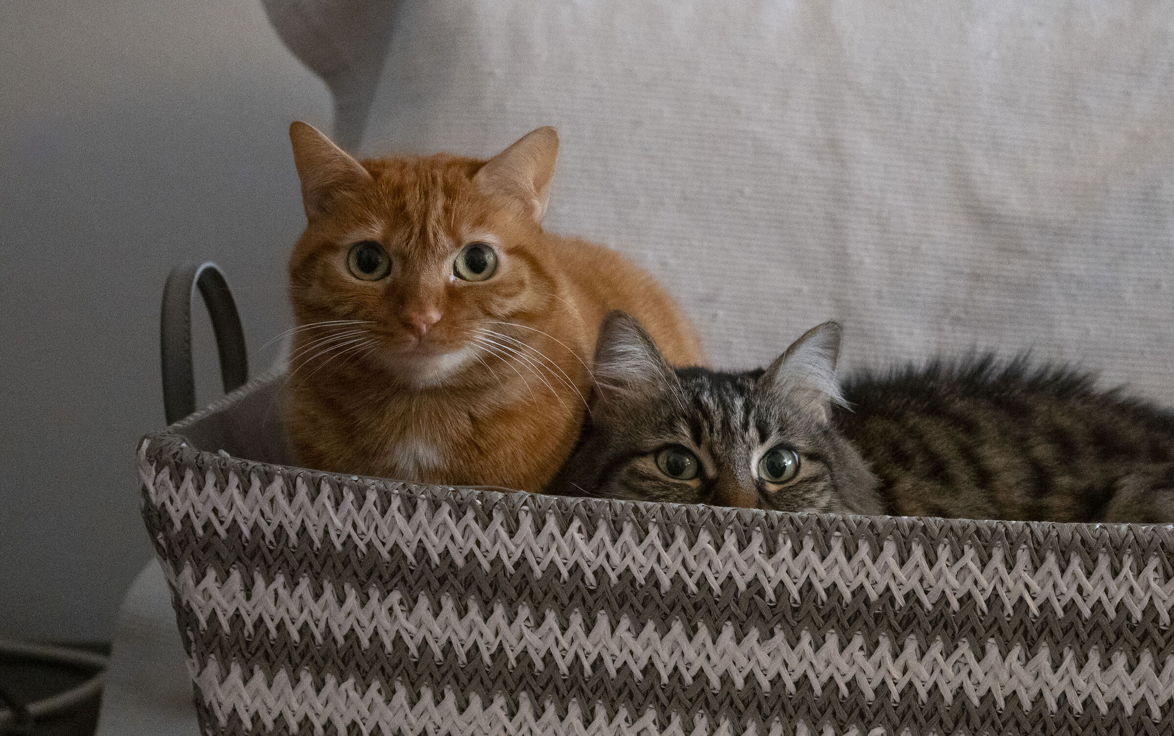 Lilly and Myrtle