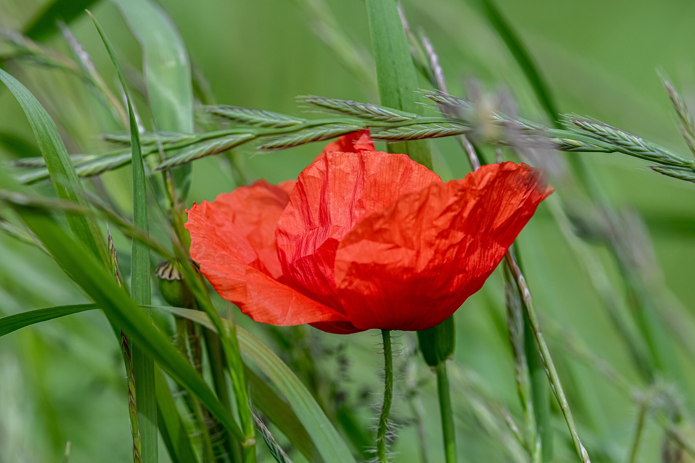 complementare senza inganno