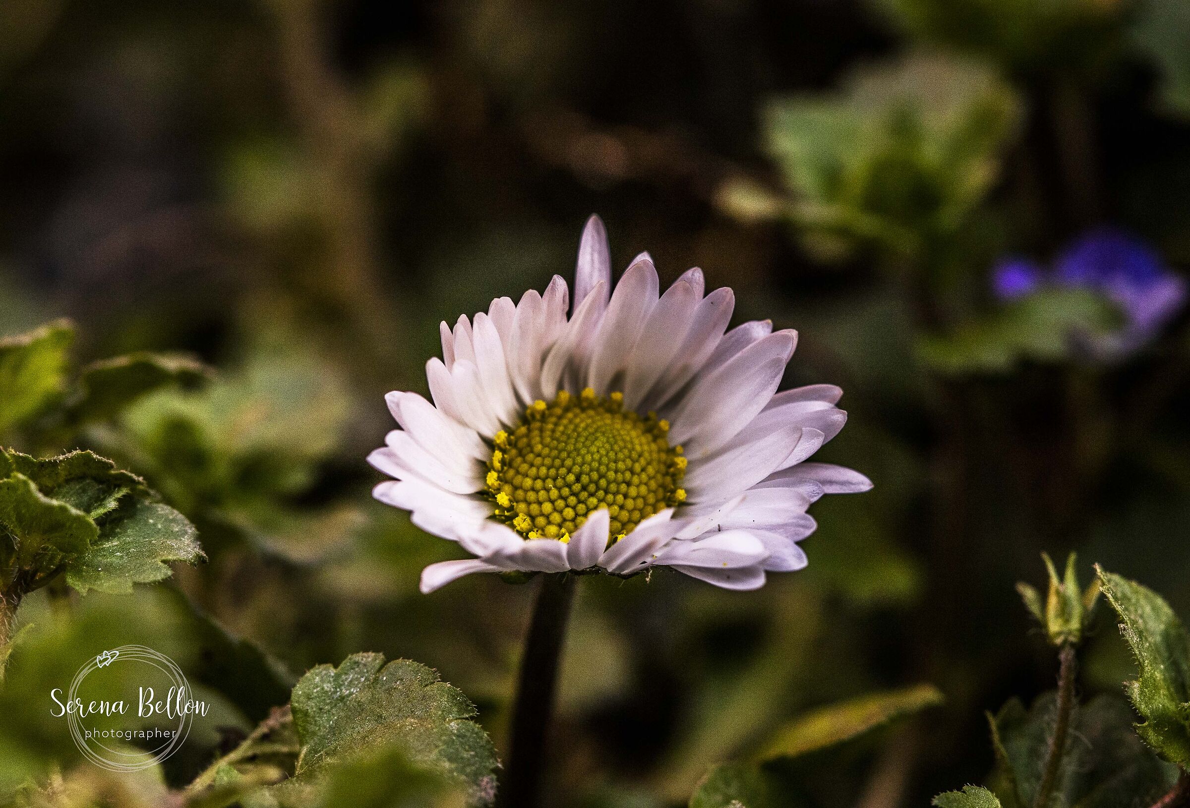 c'è qualcosa di innocente nelle margherite