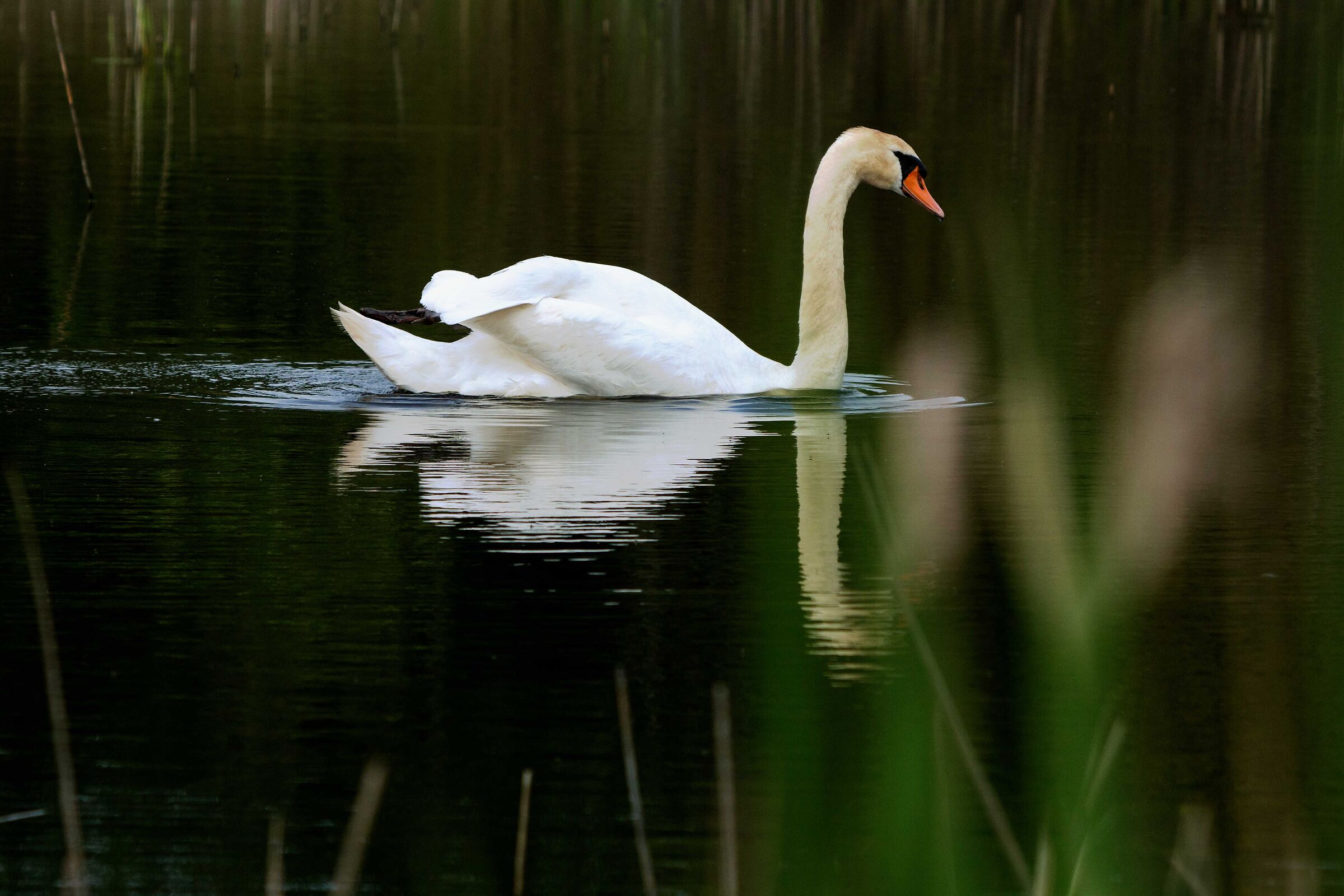 swan