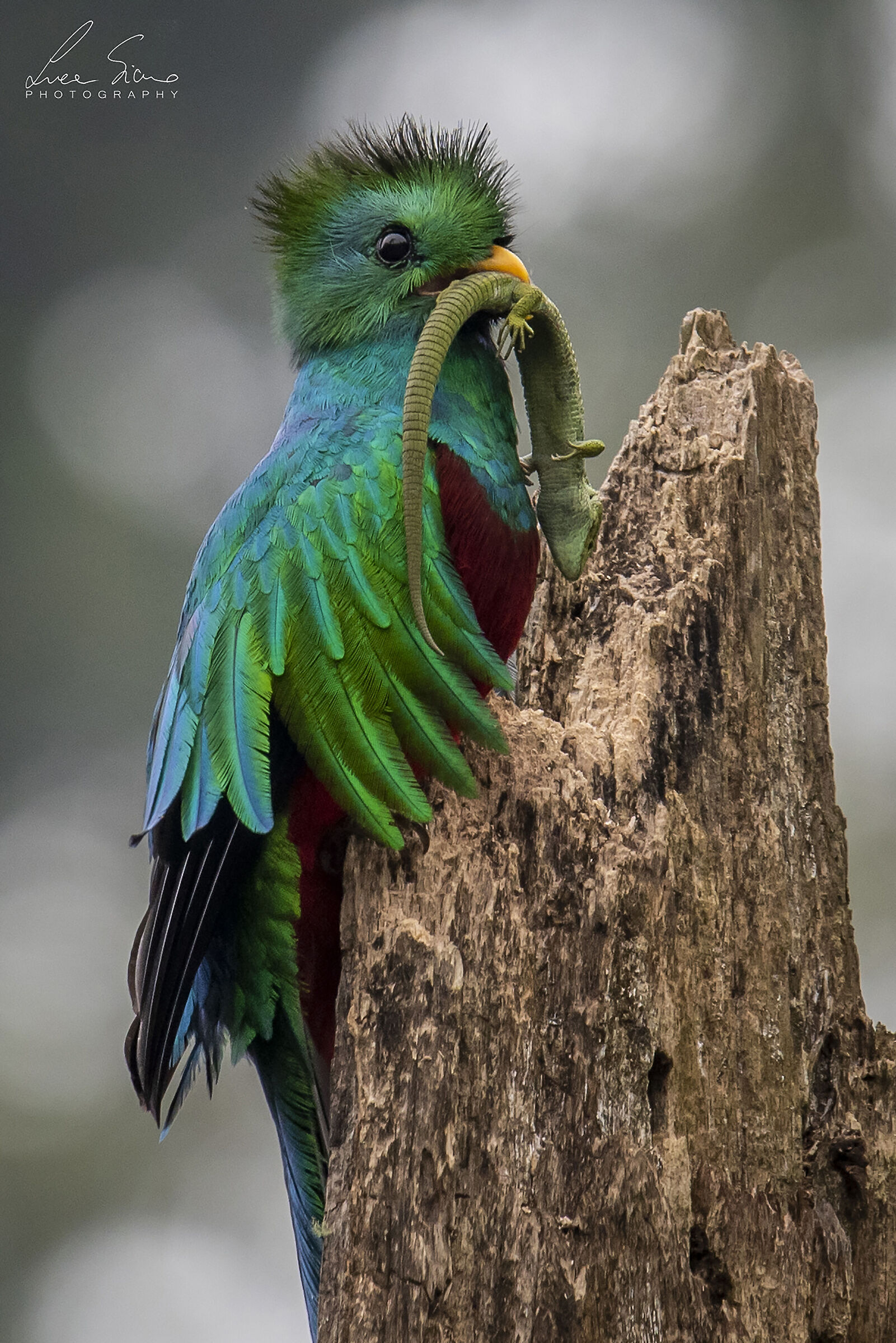 Pharomachrus mocinno (Quetzal guatemalteco)