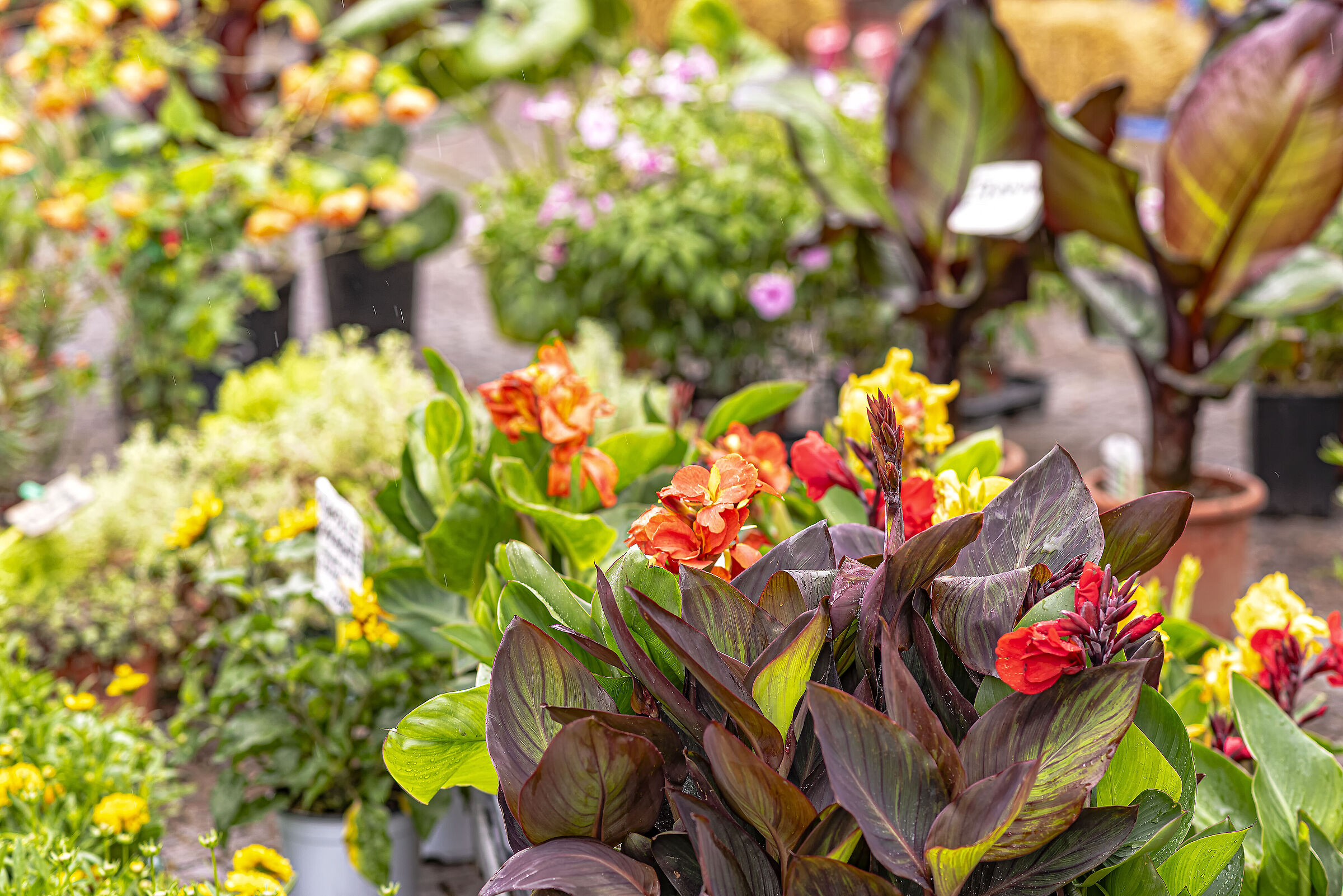At the Flower Fair, in the rain, Greve in Chiant