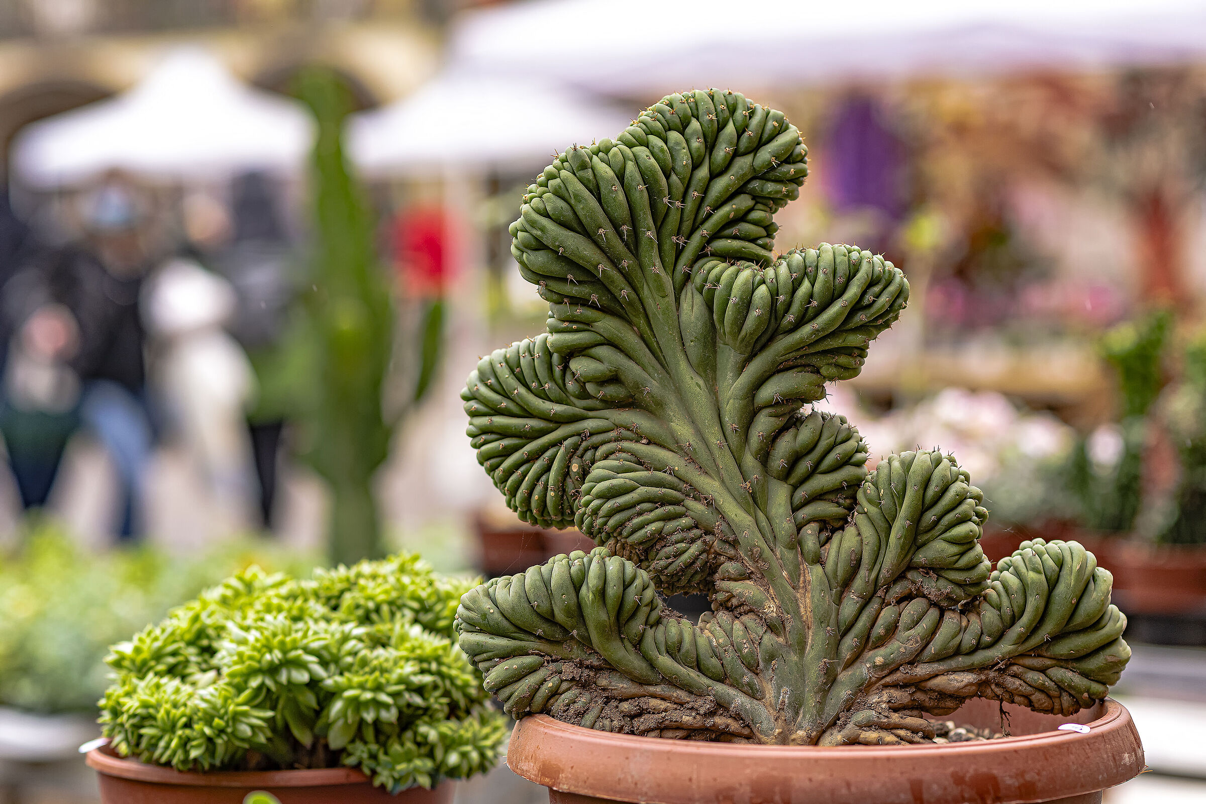 The Flower Fair, the Fat plant