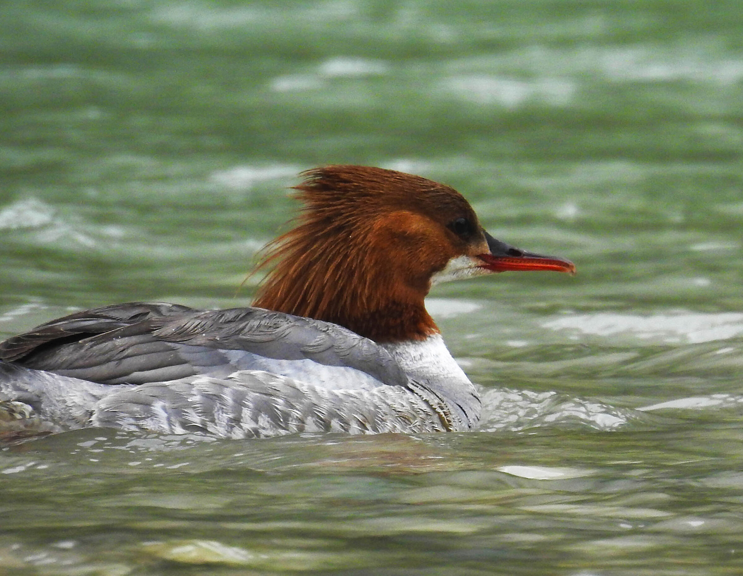 Beautiful Duck