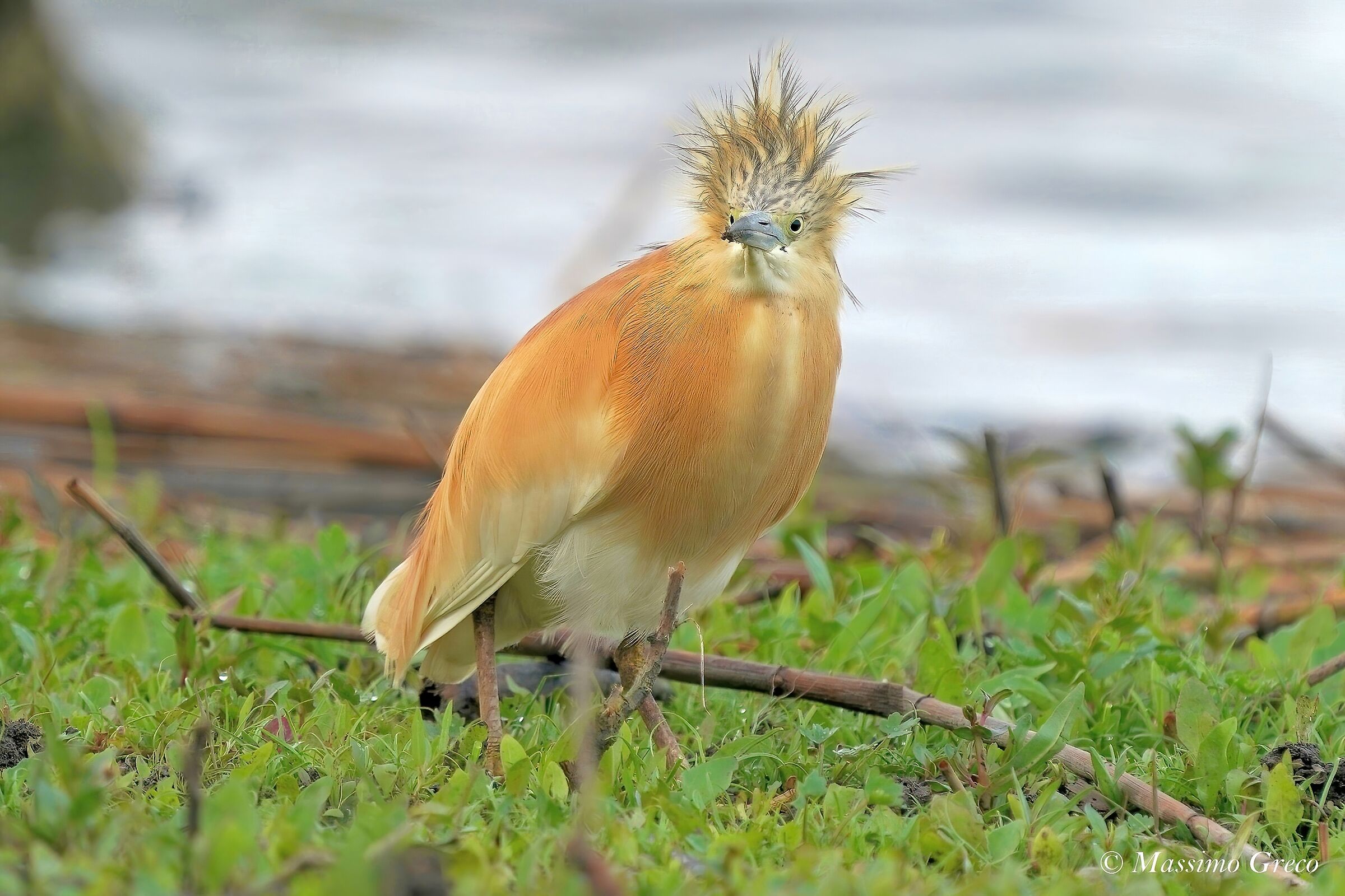 Sgarza tuft "unkempt"