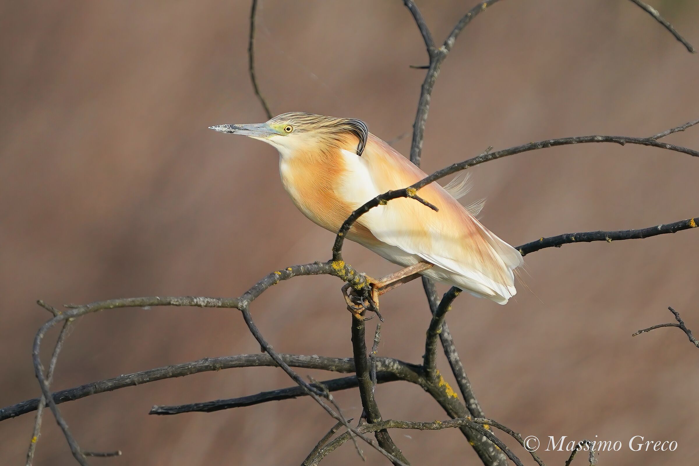 Tufted Sgarza (Ardeola ralloides)