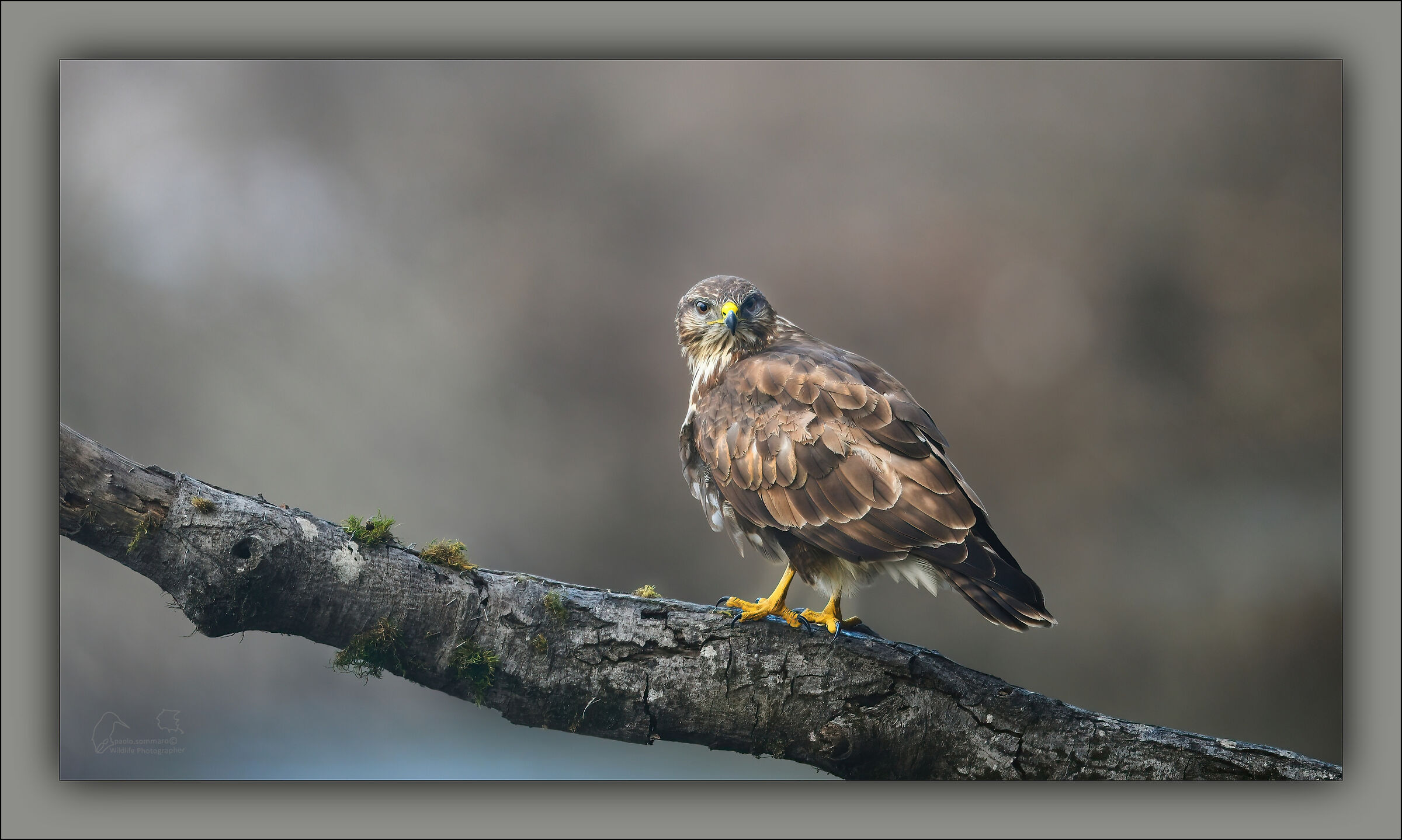 buzzard