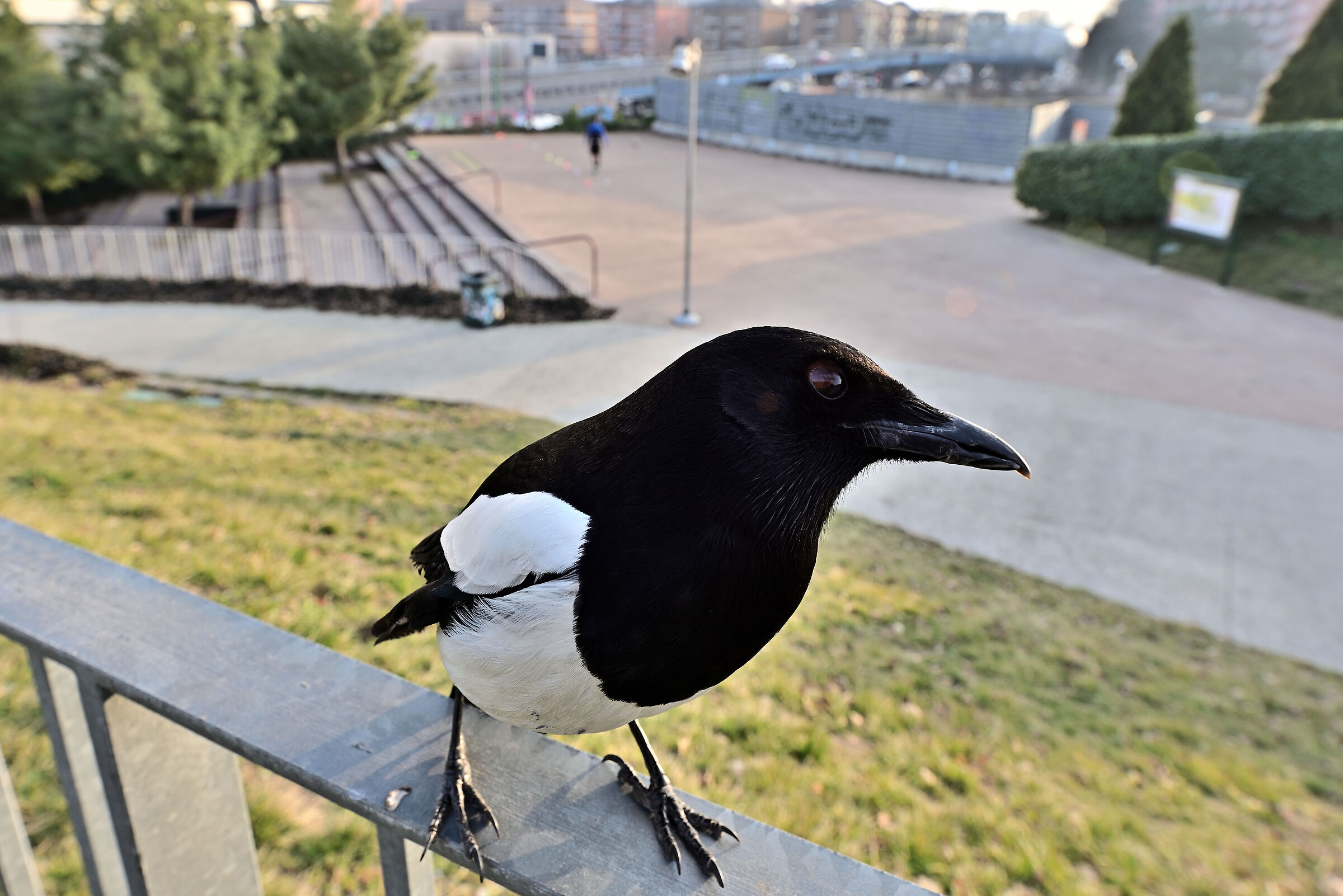 Incontro ravvicinato