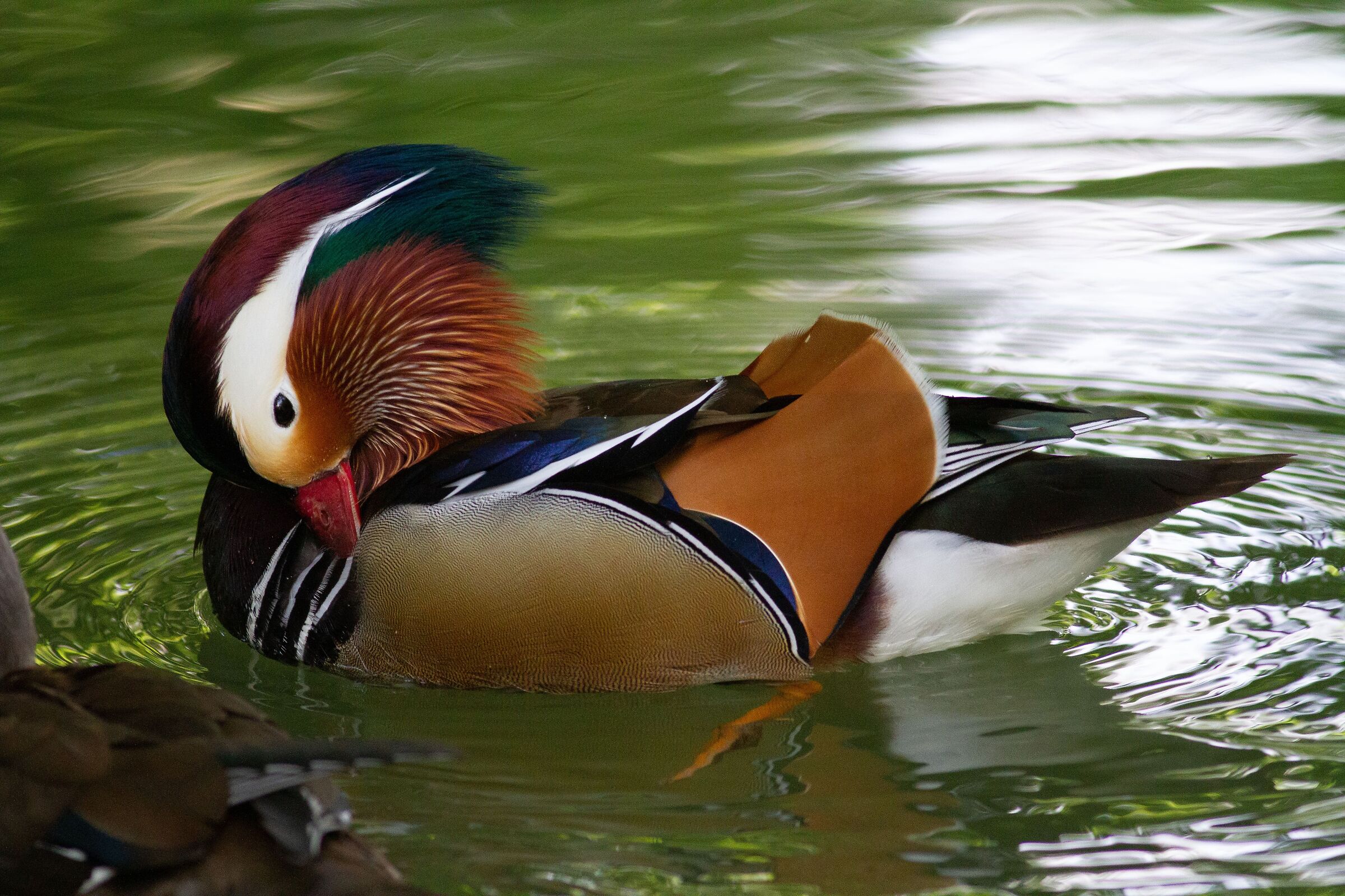 mandarin duck.