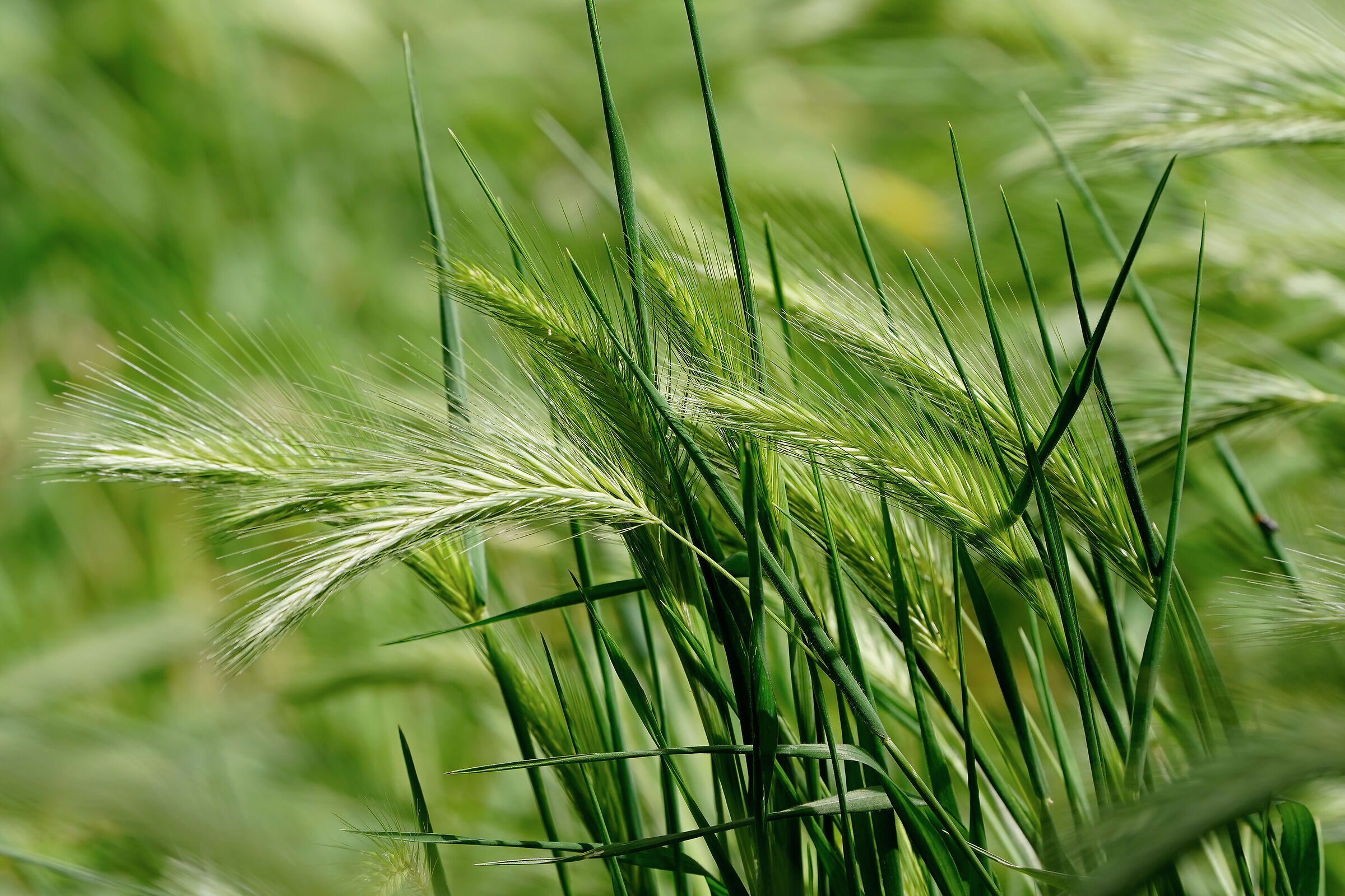 Orzo selvatico - Hordeum murinum