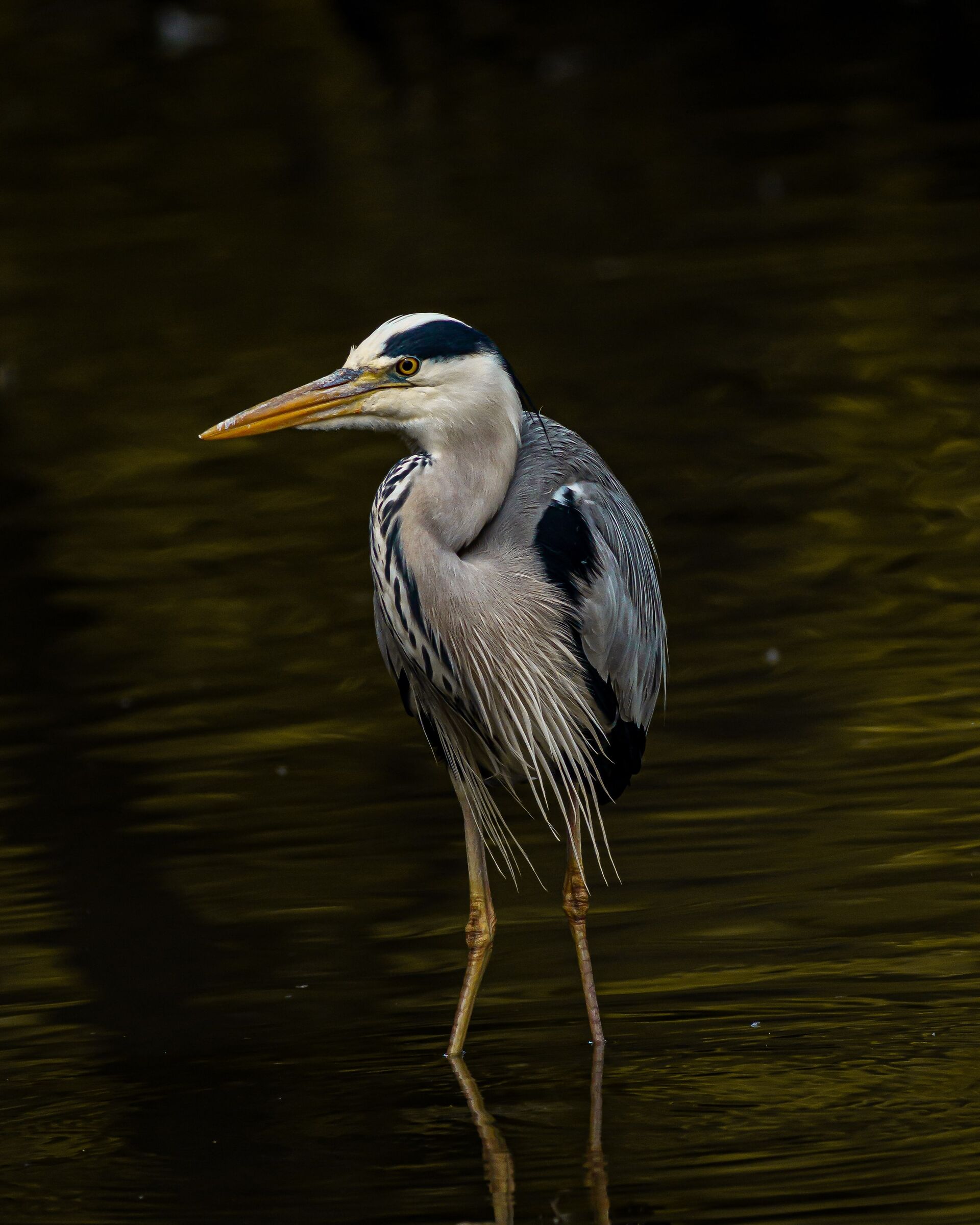 grey heron.