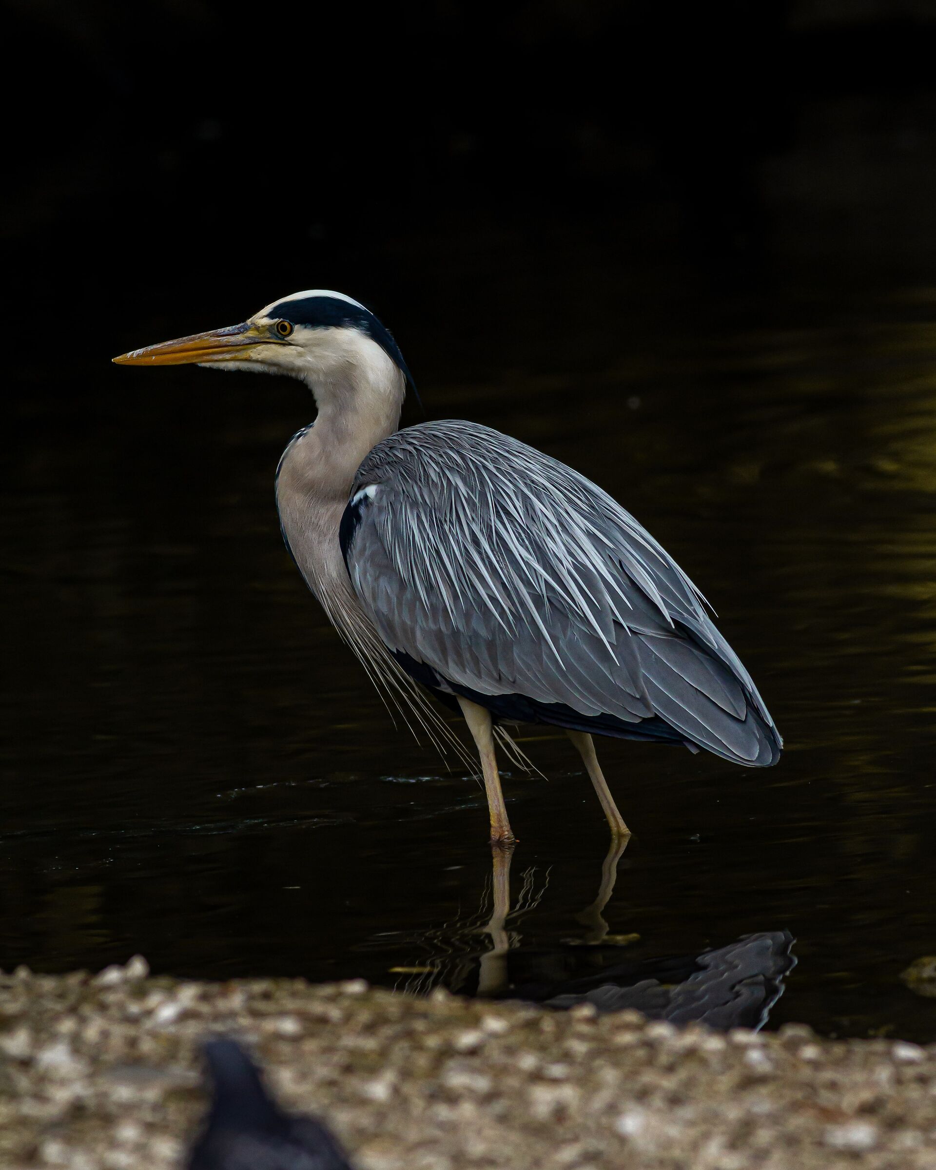 grey heron.