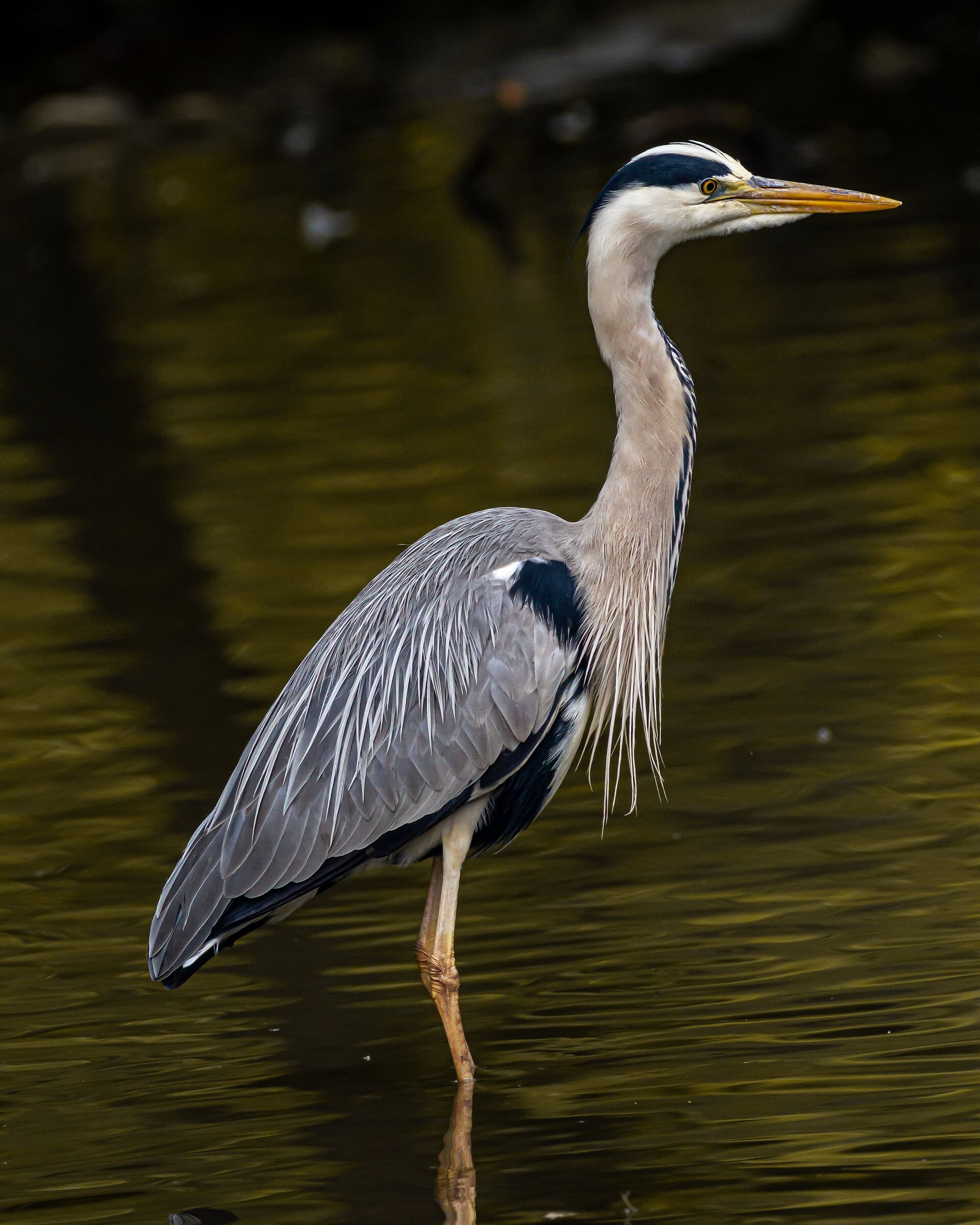 grey heron.