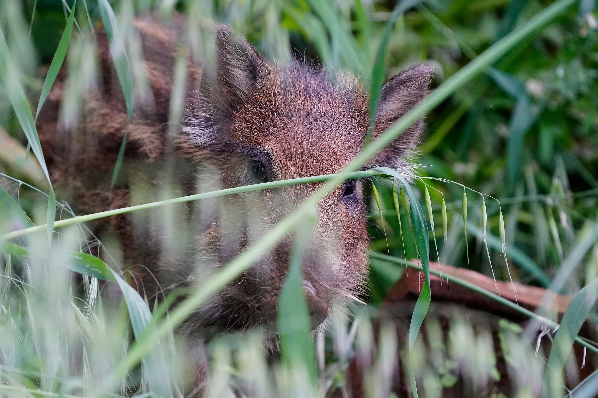Wild boar juv.