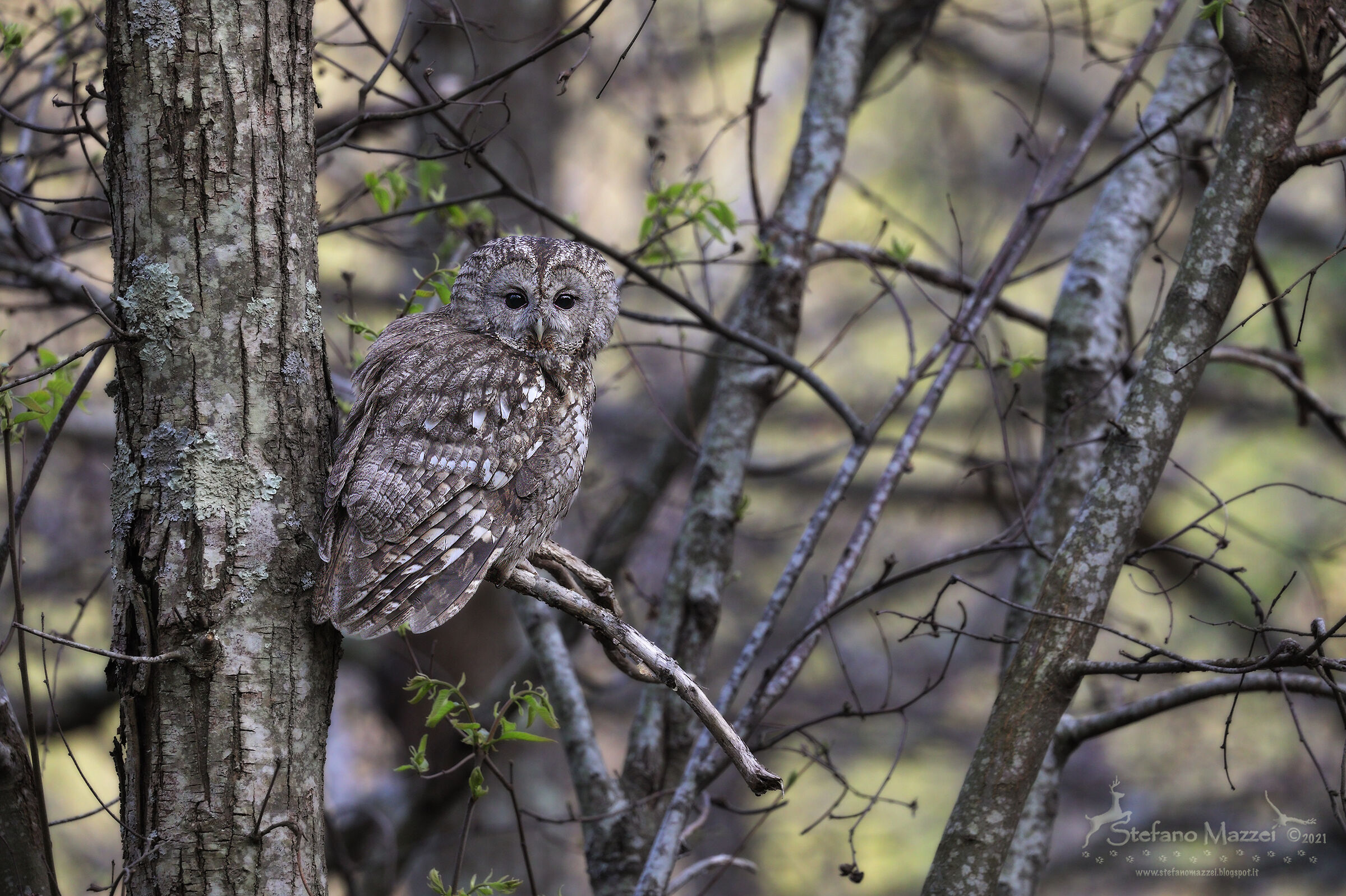 Allocco in caccia nel suo bosco