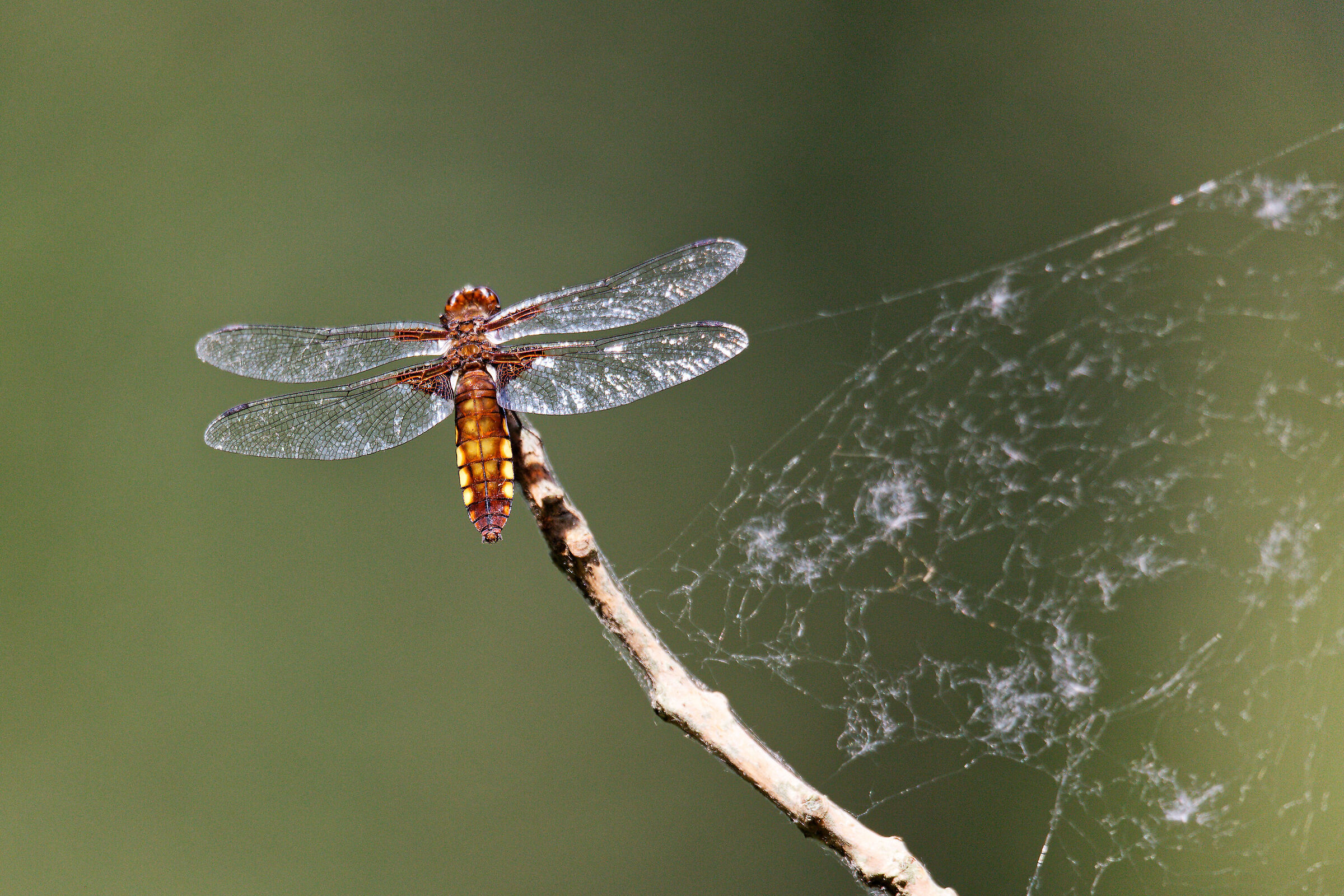 dragonfly