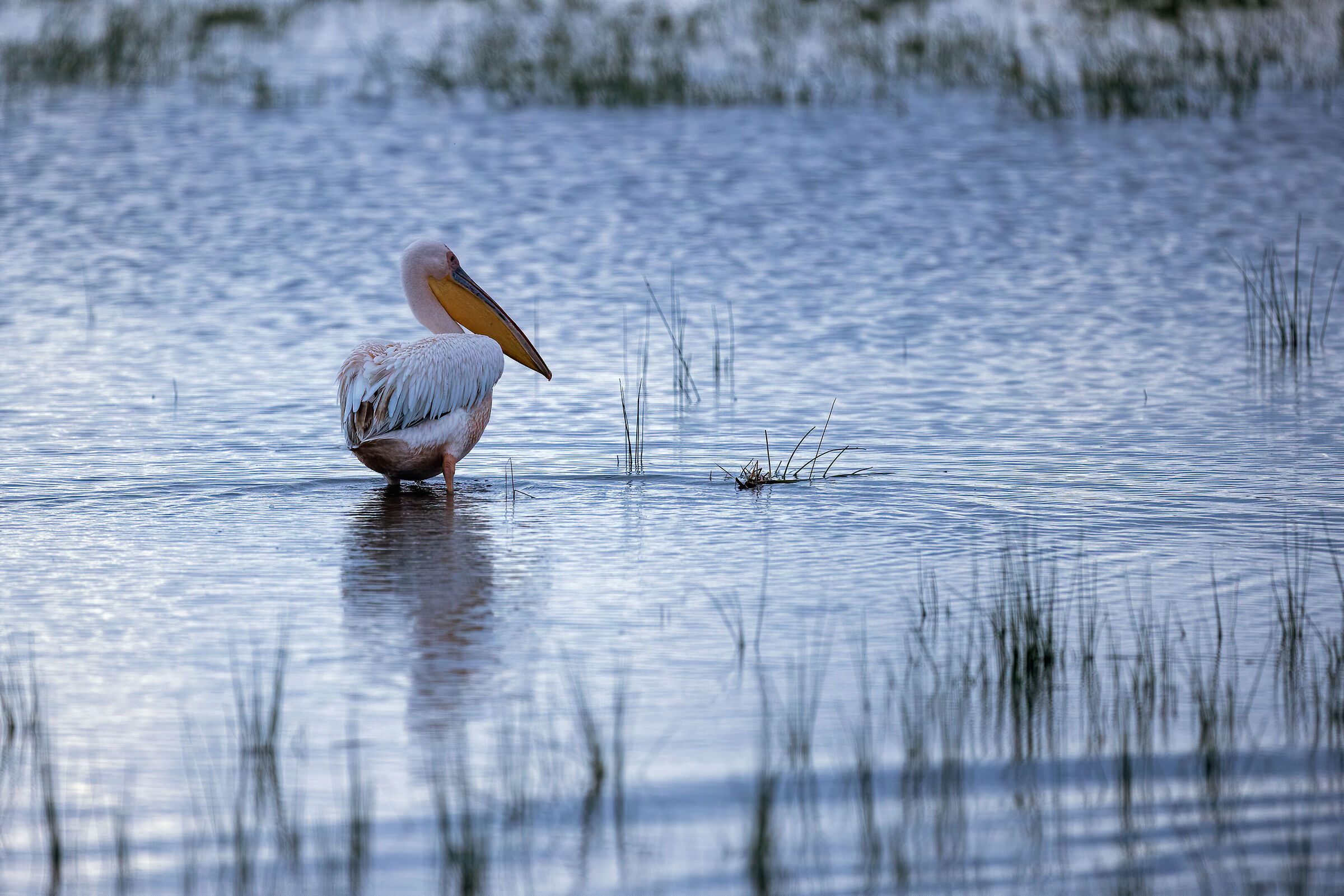 Il pellicano all'alba