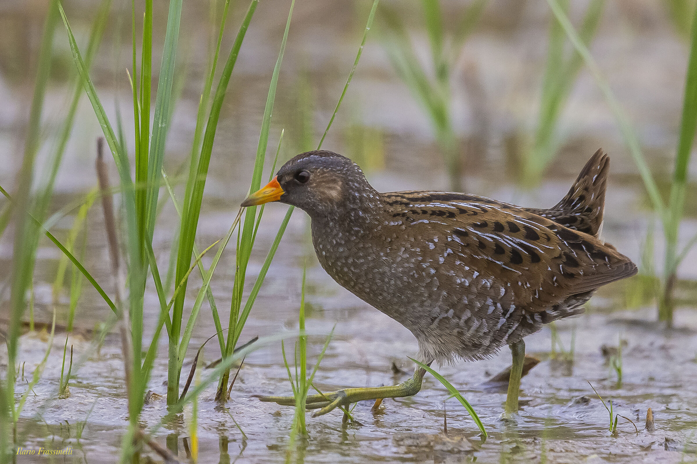 spotted crake