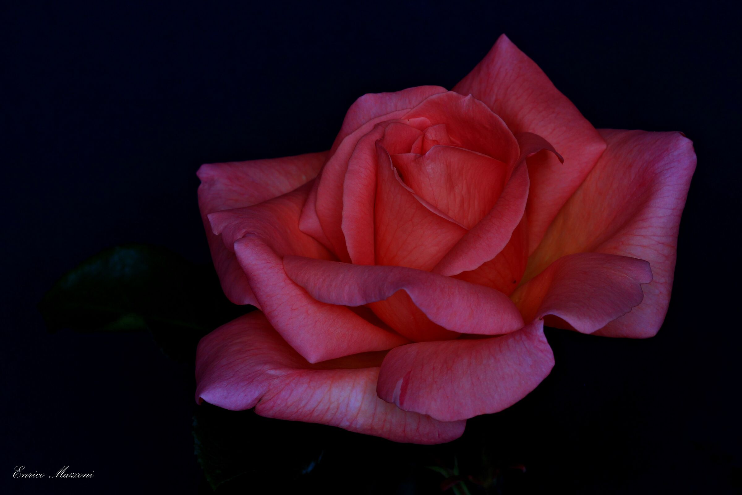Rosa Tea 2